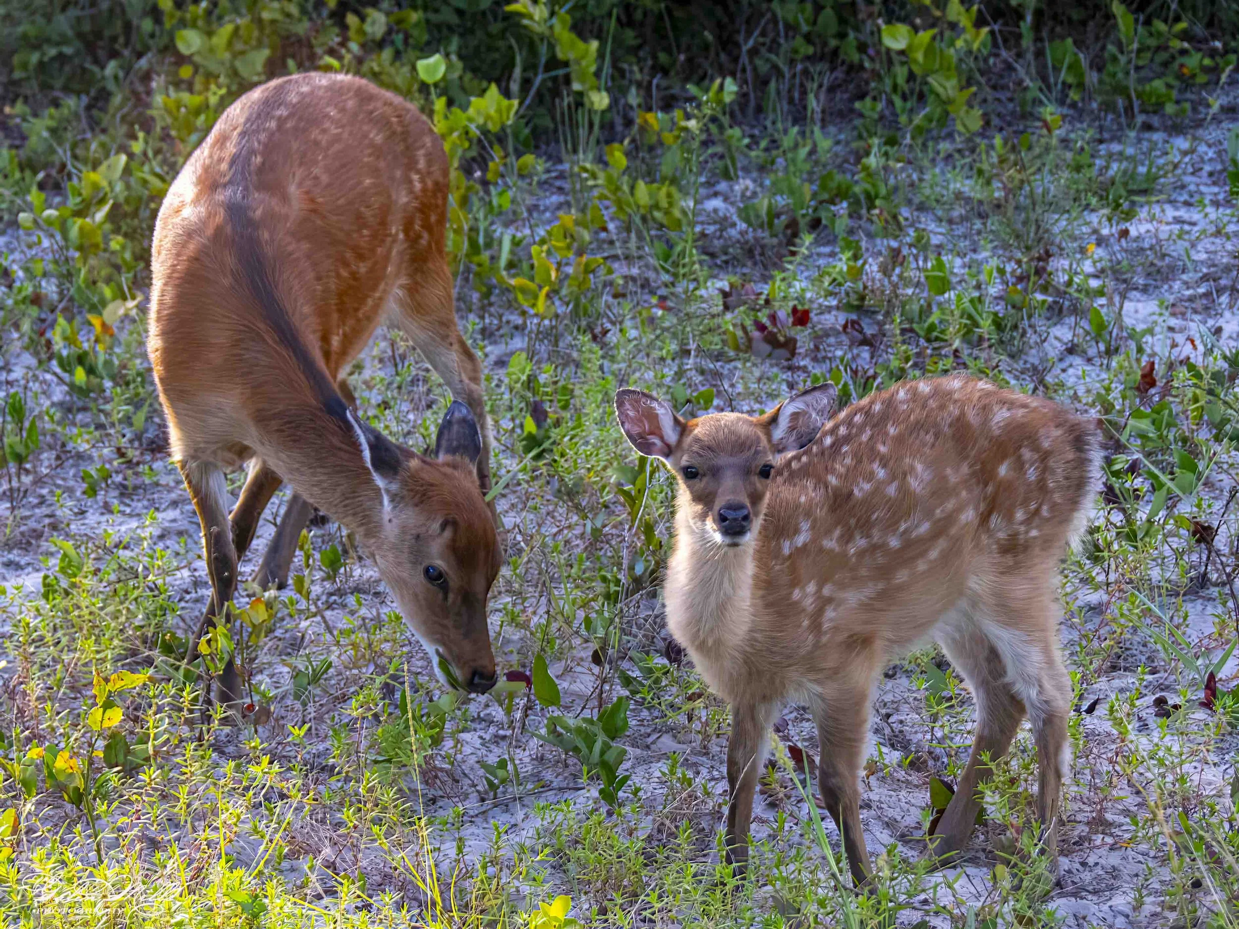 SS Wildlife a-73.jpg