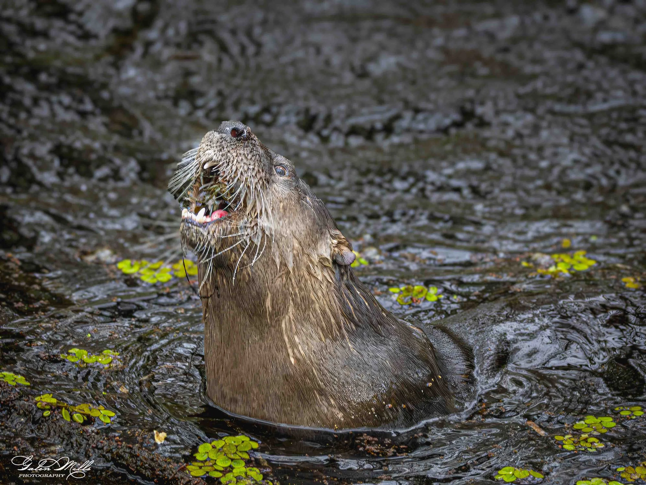 SS Wildlife a-59.jpg