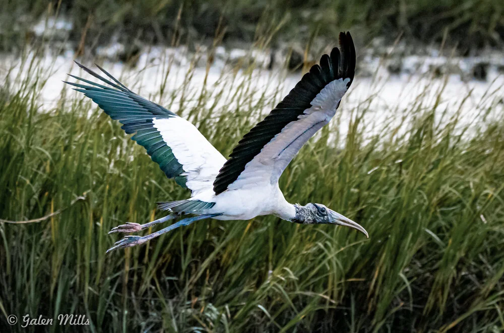 Wood stork flying over marshland with wings spread.