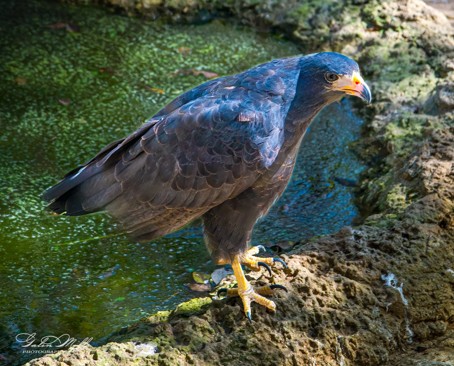 A dark-feathered hawk standing on a rocky surface next to a small body of water with green algae.
