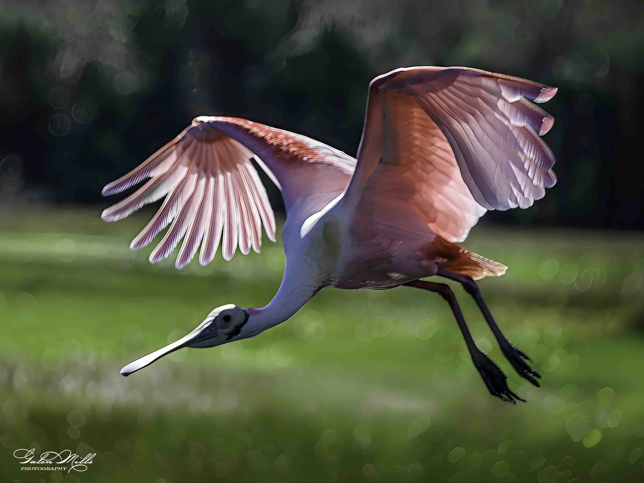 Roseate Spoonbill in Flight