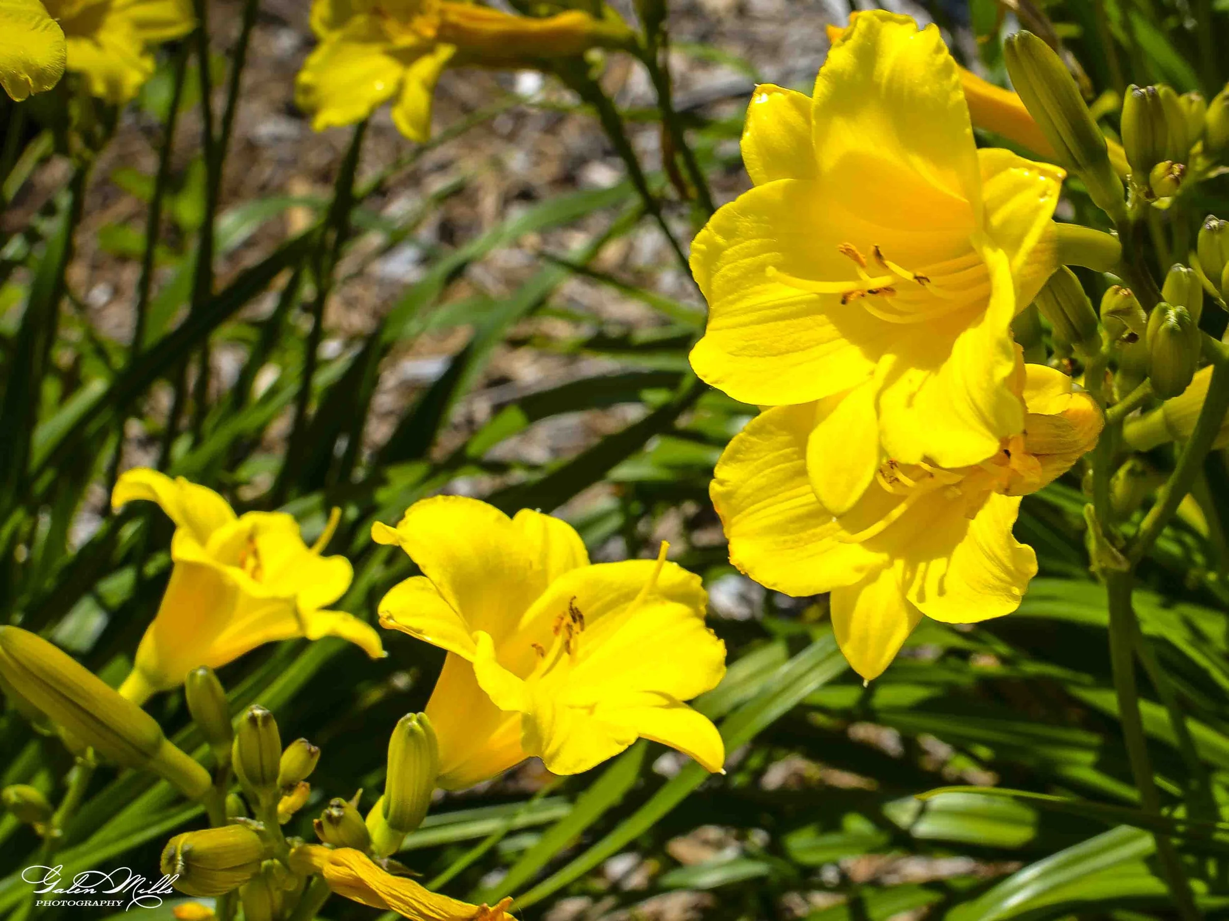 Bright yellow daylily flower with some scattered unopened buds, set against green foliage and a blurry background.
