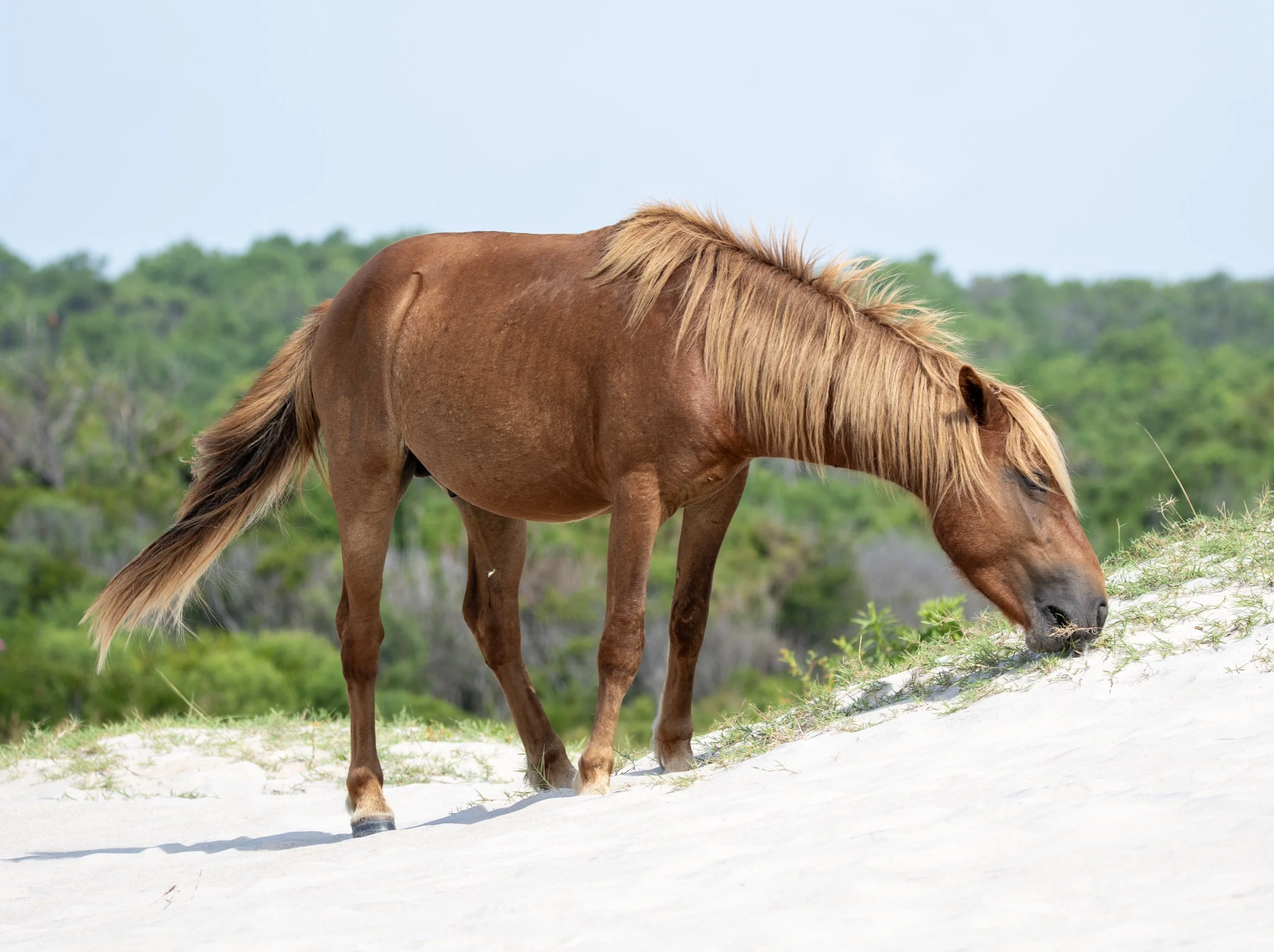 Wild horse grazing on sandy dunes with grassy patches and trees in the background.