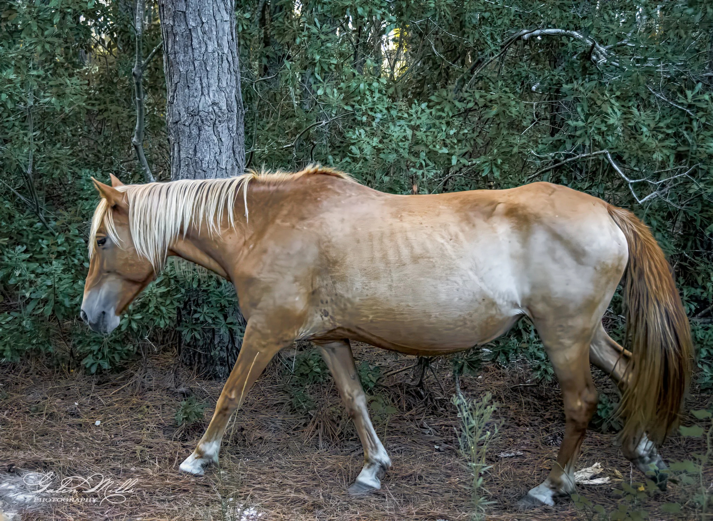 A palomino horse walking in a forested area.