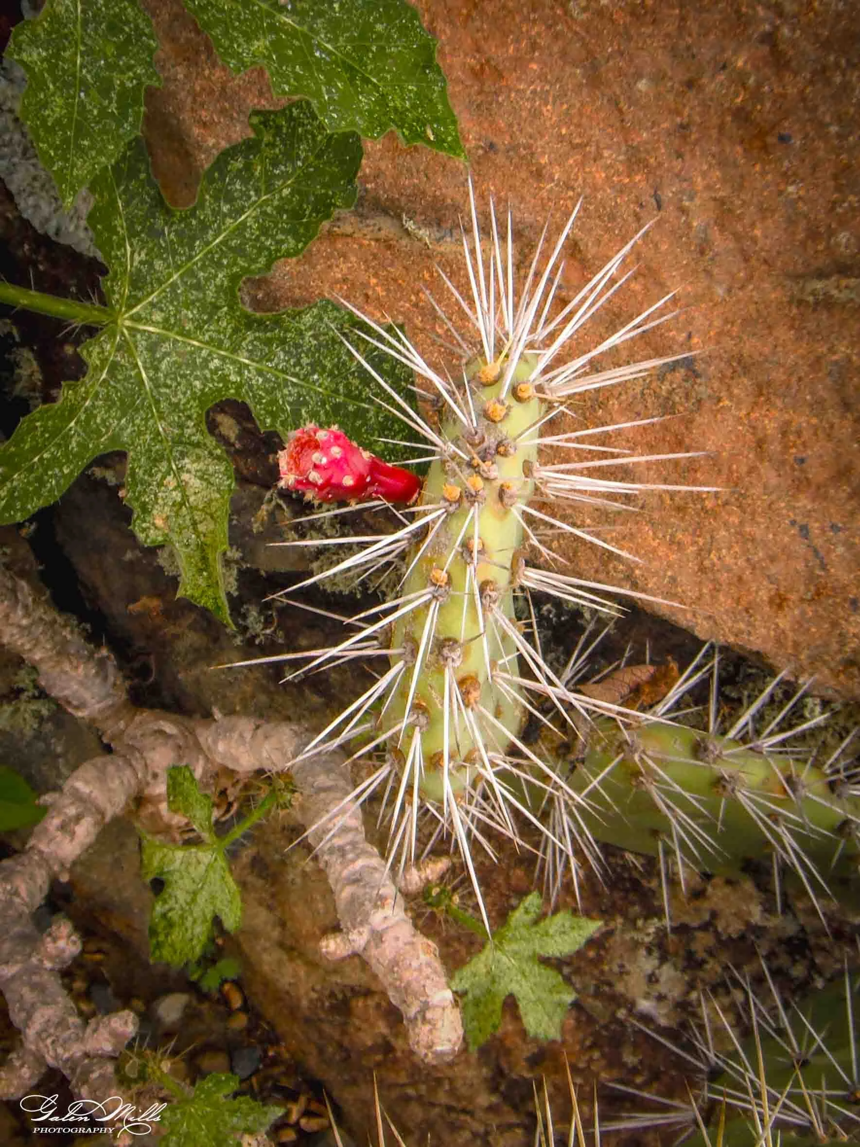 Close-up of a yellow cactus with red fruit and long sharp white spines, near green leaves and brown rocky soil.