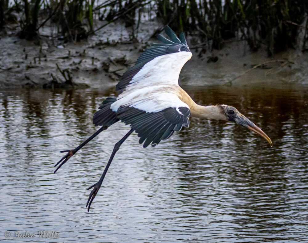 A wood stork flying low over a water body with a sandy and grassy background, showcasing its black and white plumage and long beak.