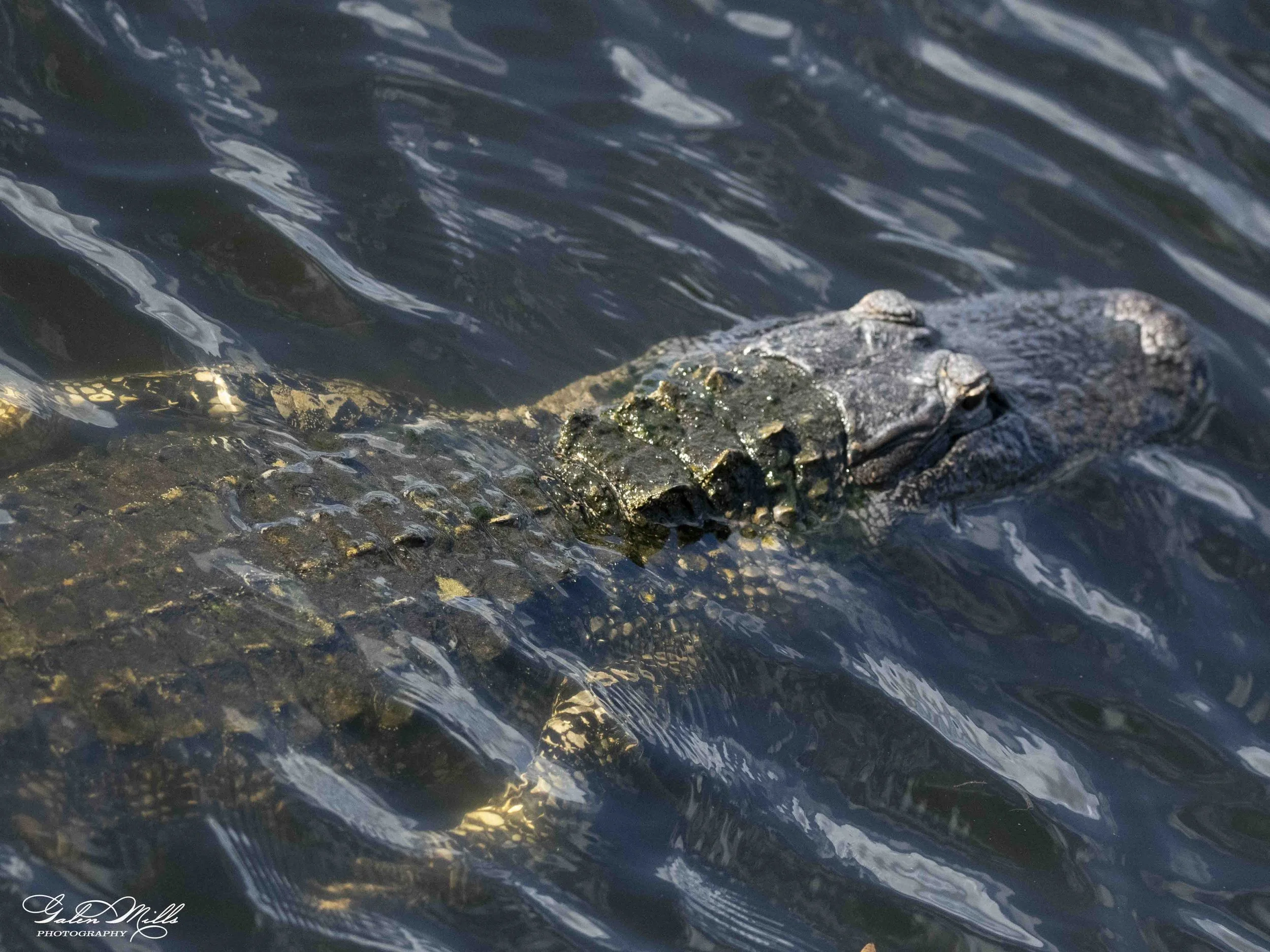 SS Wildlife a-84.jpg