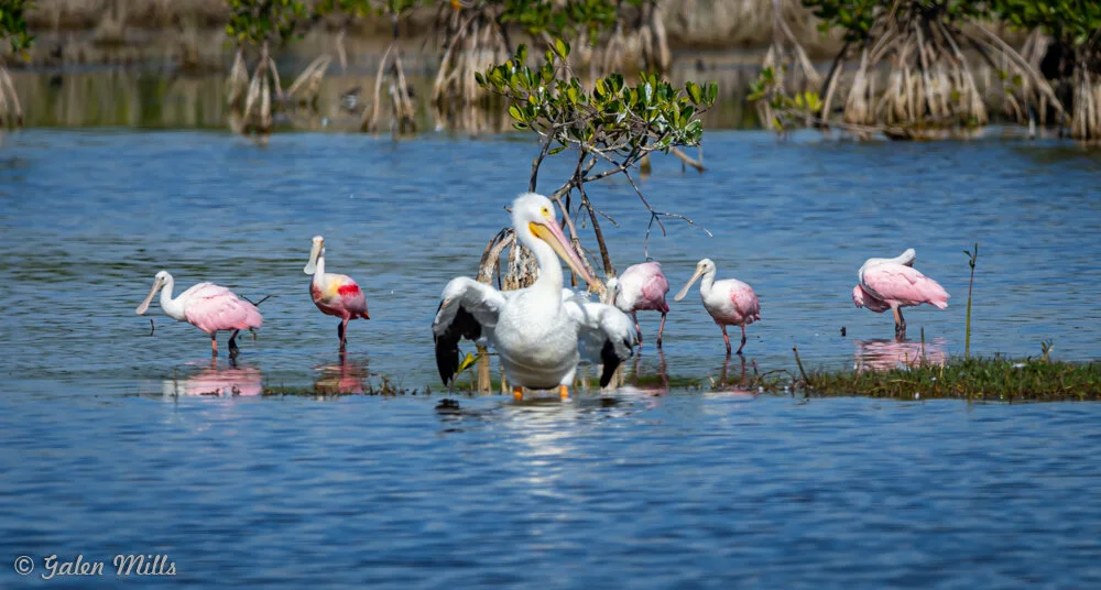 A flock of pink roseate spoonbills and a white pelican standing in shallow water surrounded by mangrove trees.