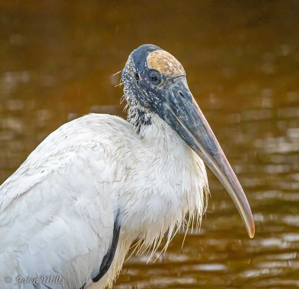Wood stork standing in water with a brown background.