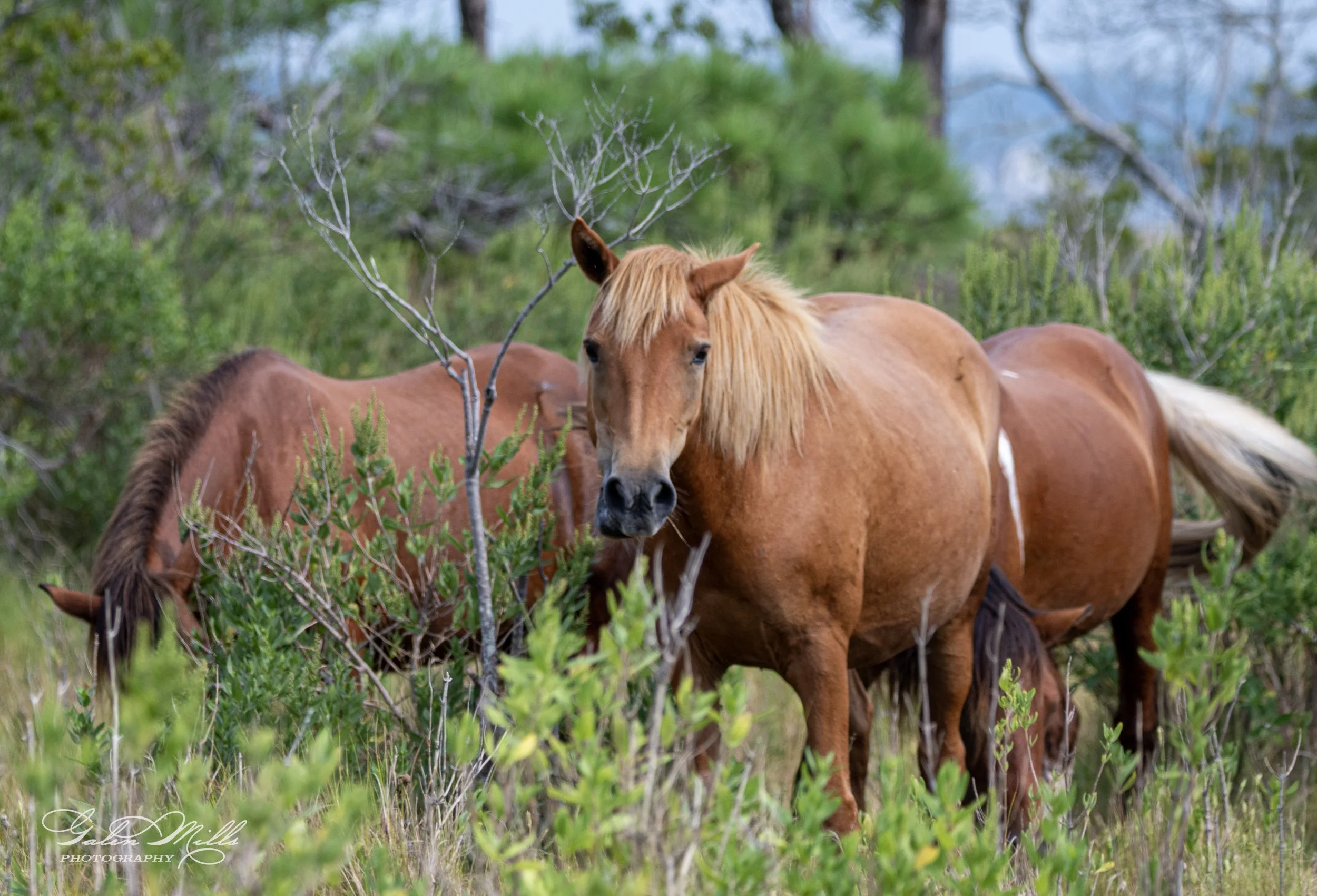 Wild ponies grazing among bushes and trees in a natural setting.