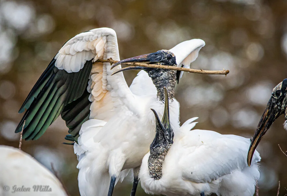 Wood storks interacting and holding a stick in their beaks, with wings partially spread, against a blurred nature background.