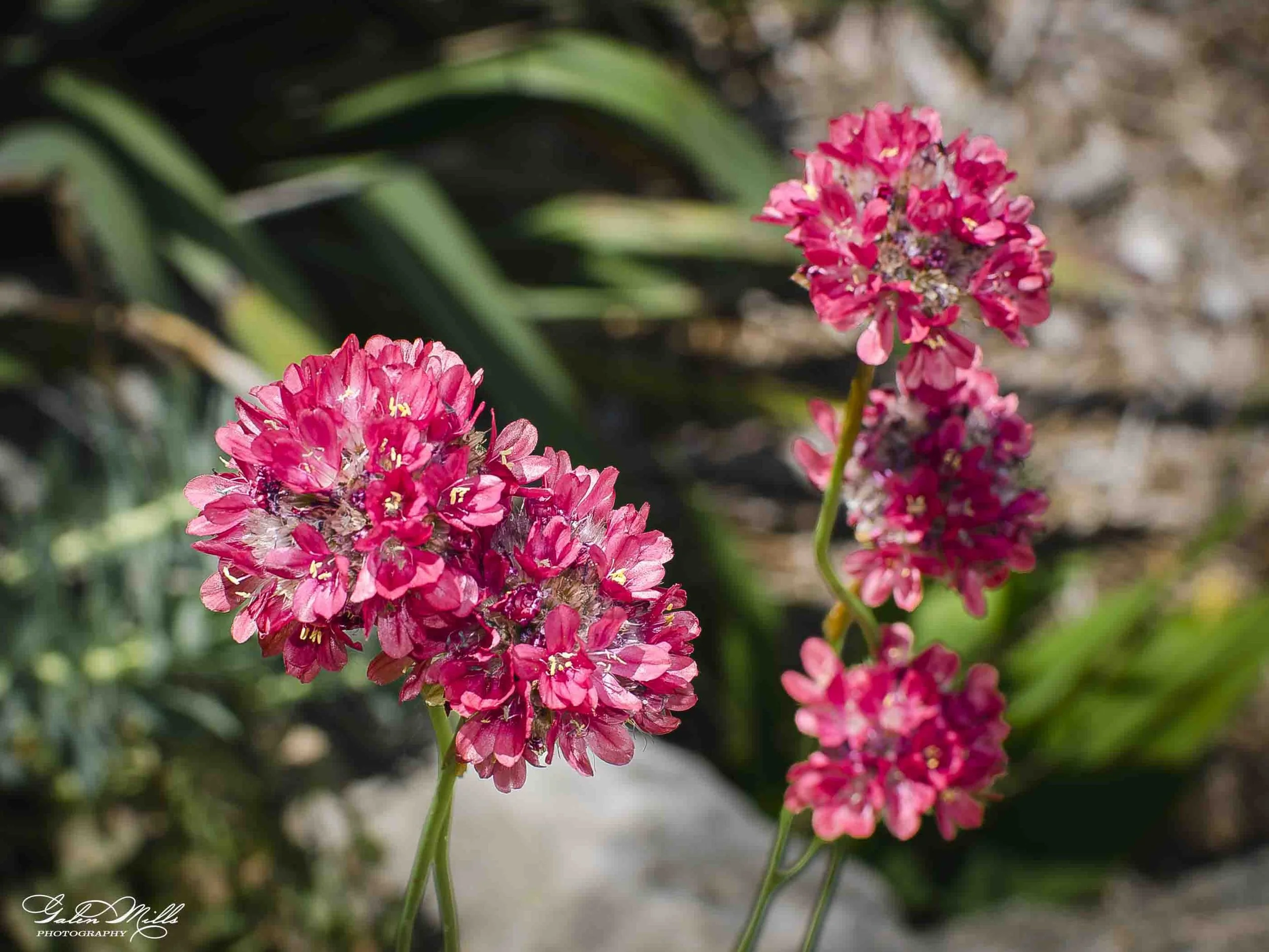 Close-up of vibrant pink flowers with green leaves in the background.