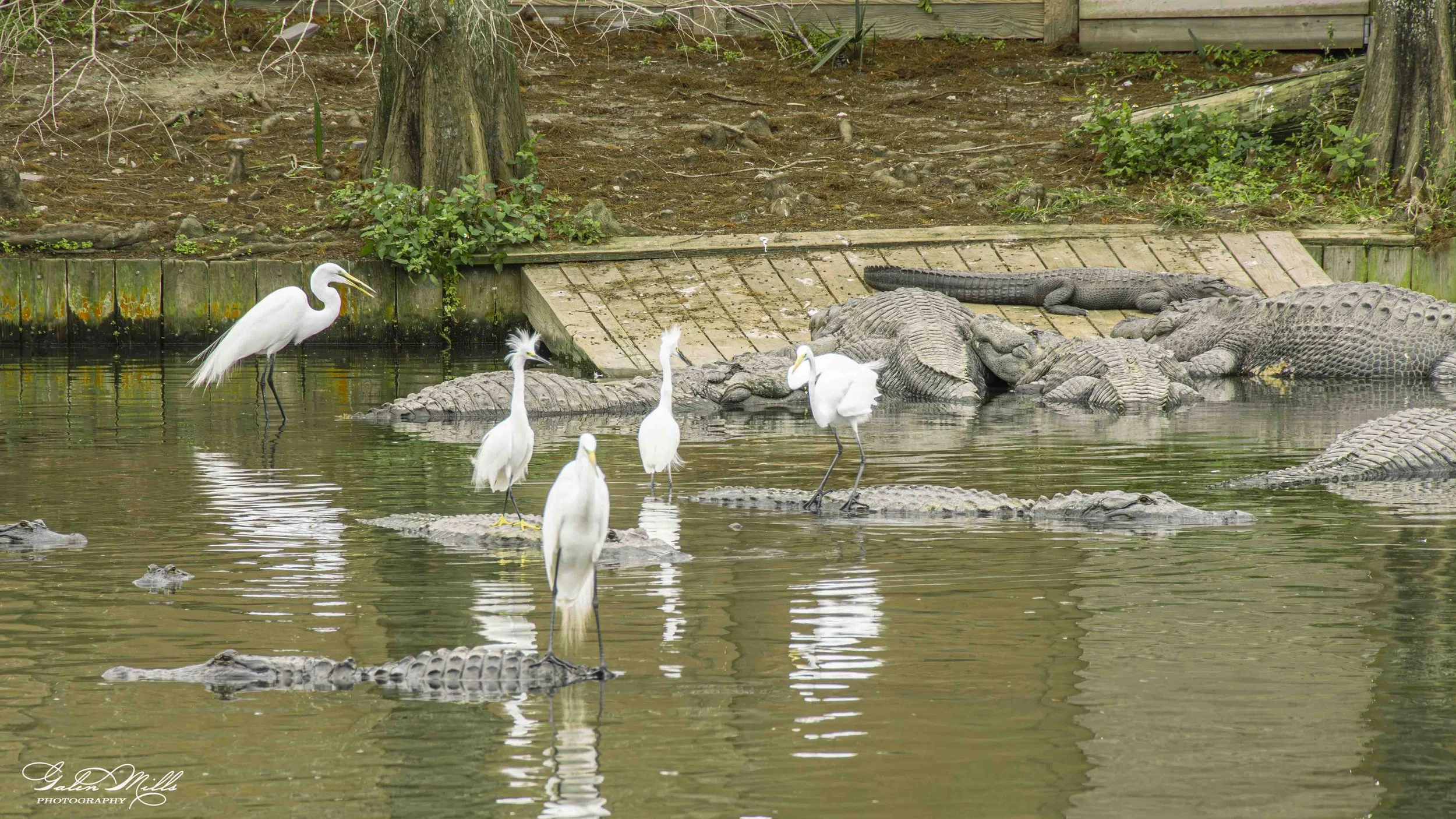 SS Wildlife a-32.jpg