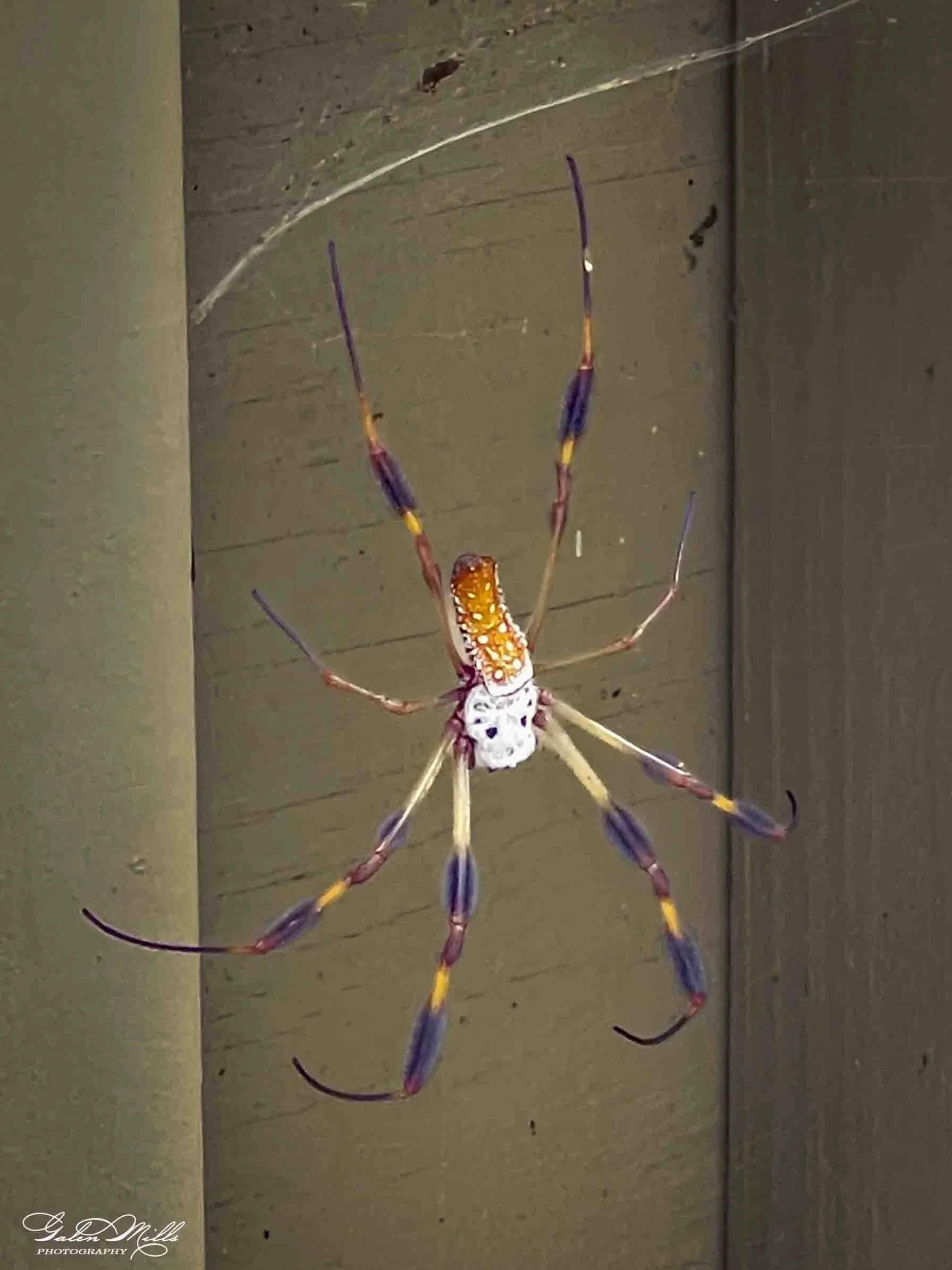 A colorful spider with long, slender legs painted in purple, yellow, and orange, and a white body with orange and yellow spots, is crawling on a wooden surface.