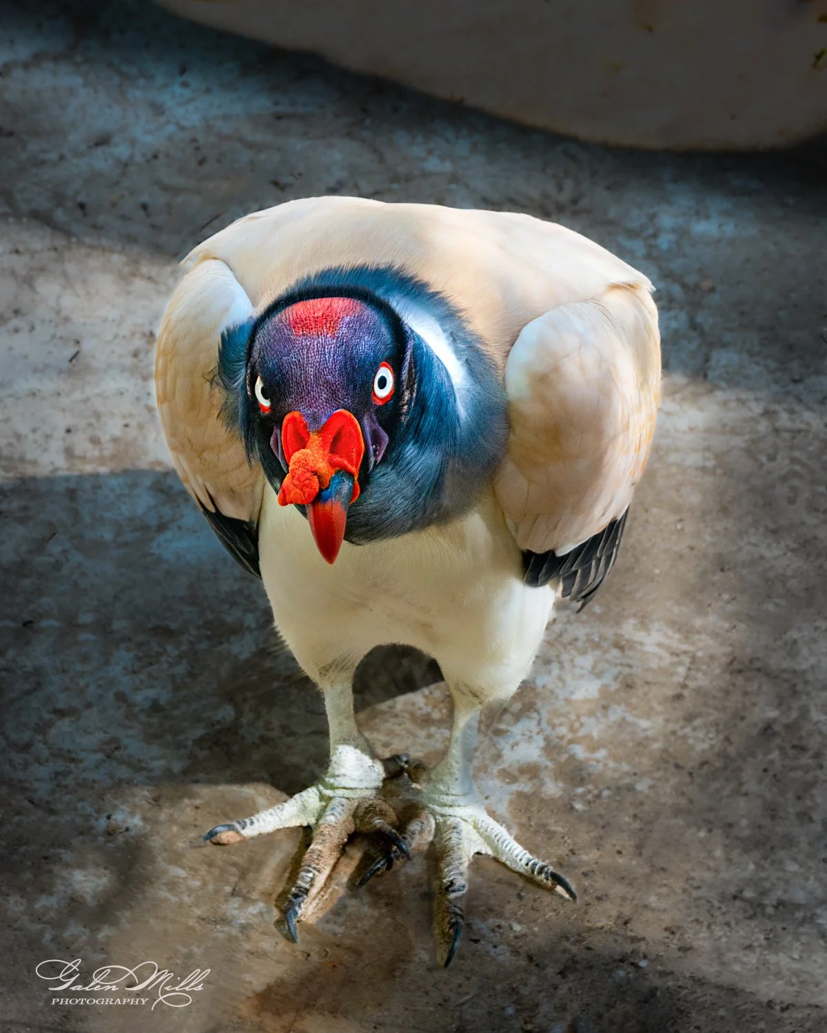 Close-up of a king vulture with colorful head and large feet.