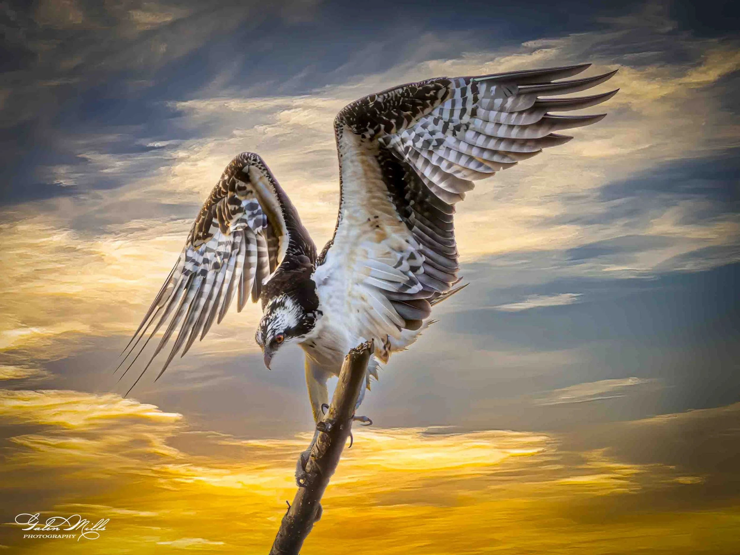 Golden Horizons-38.jpg