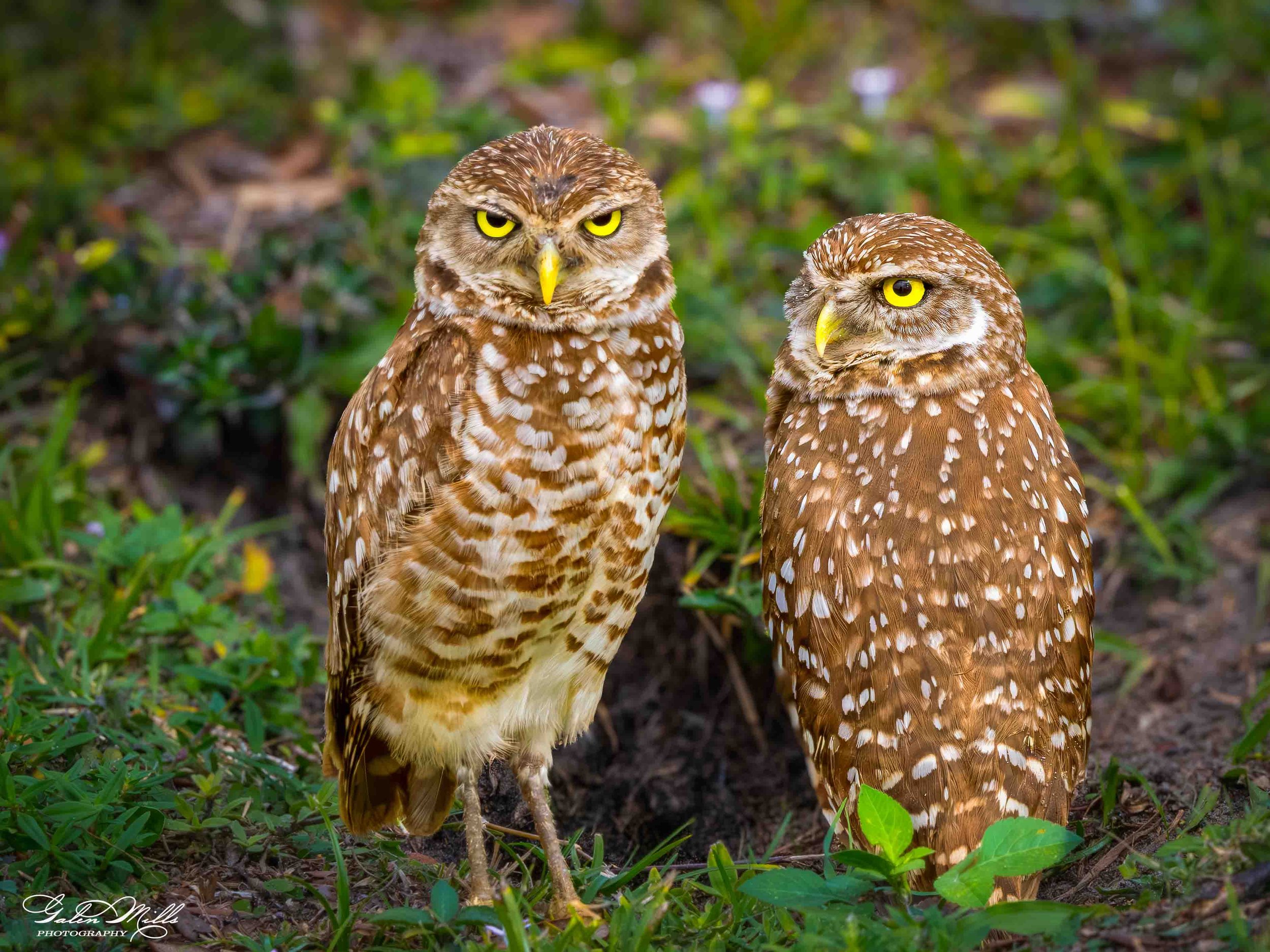 Avian Gallery-67.jpg