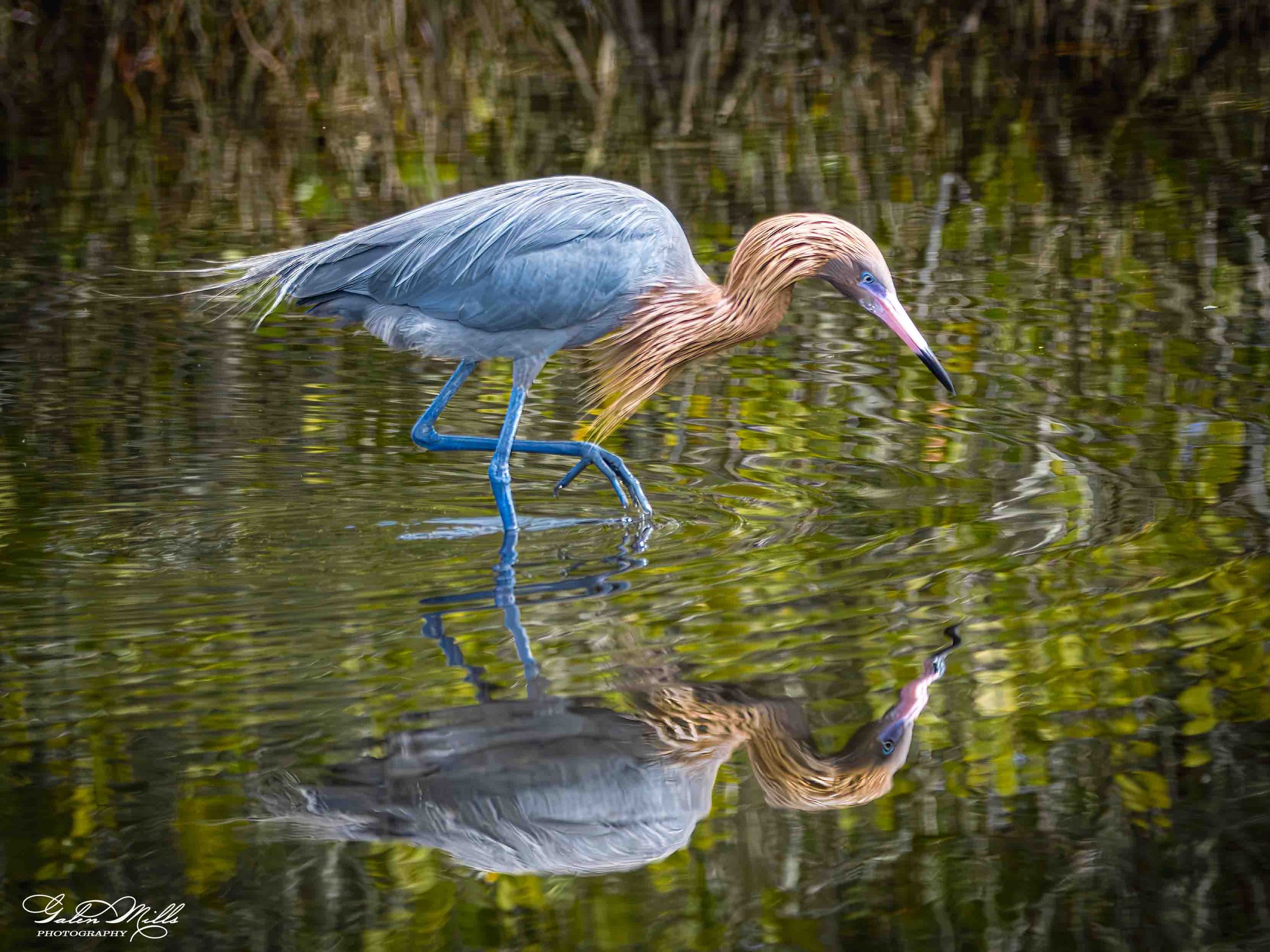 Water birds  Horz-67.jpg