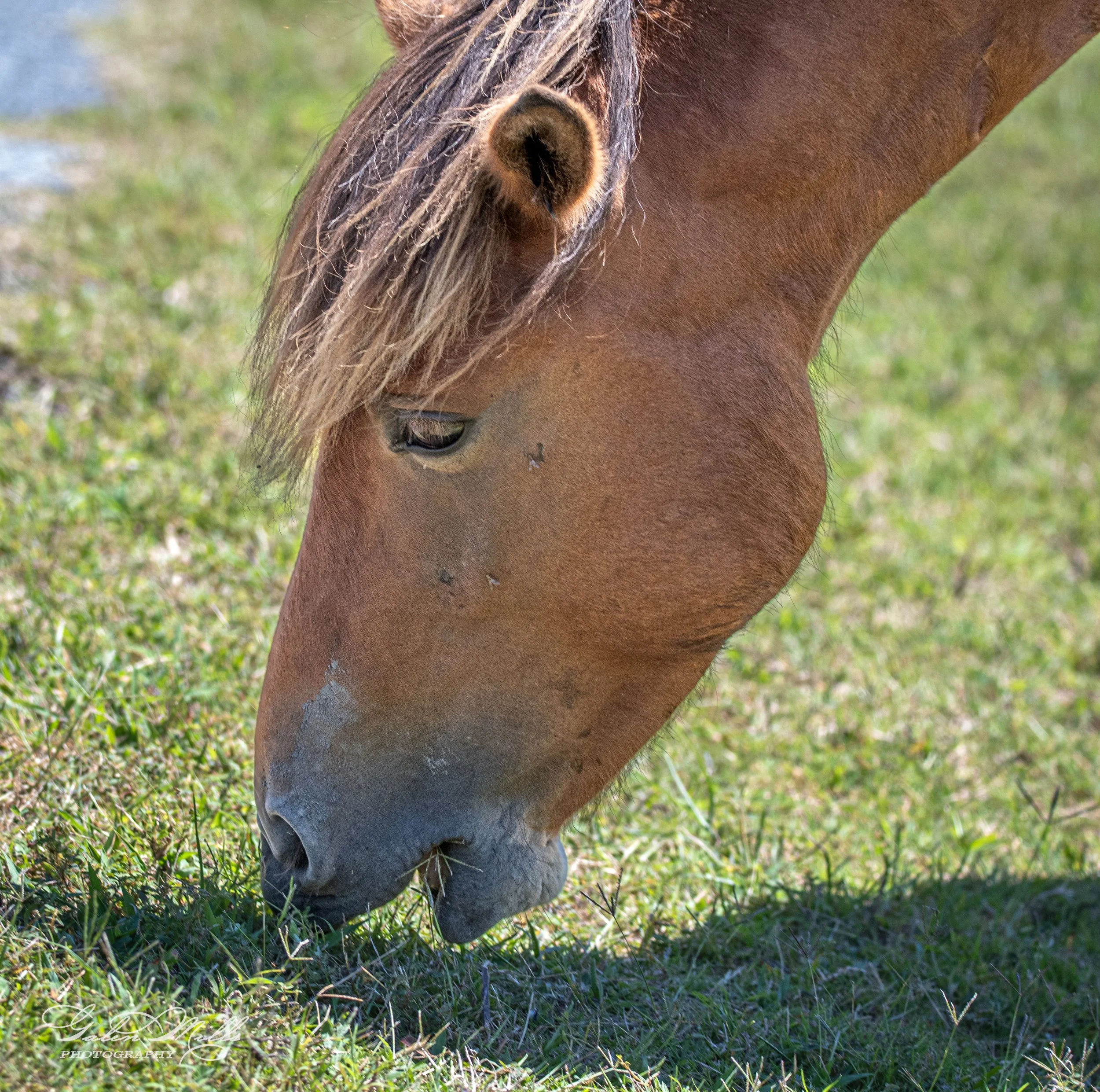 Close-up of a brown horse grazing on grass