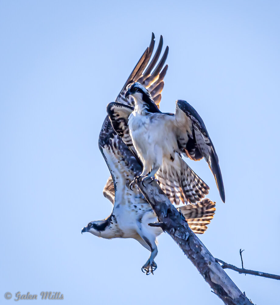 Two ospreys perched on a tree branch against a blue sky, with wings spread wide and overlapping.