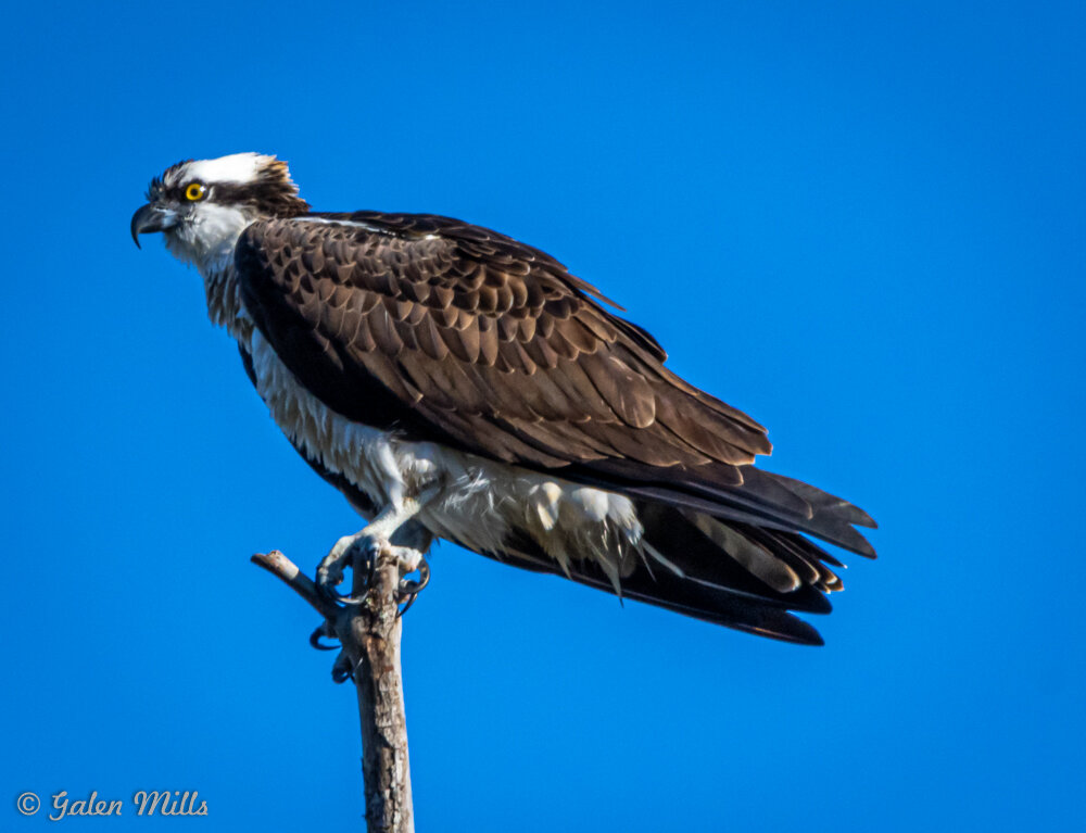 Osprey perched on a branch against a clear blue sky.