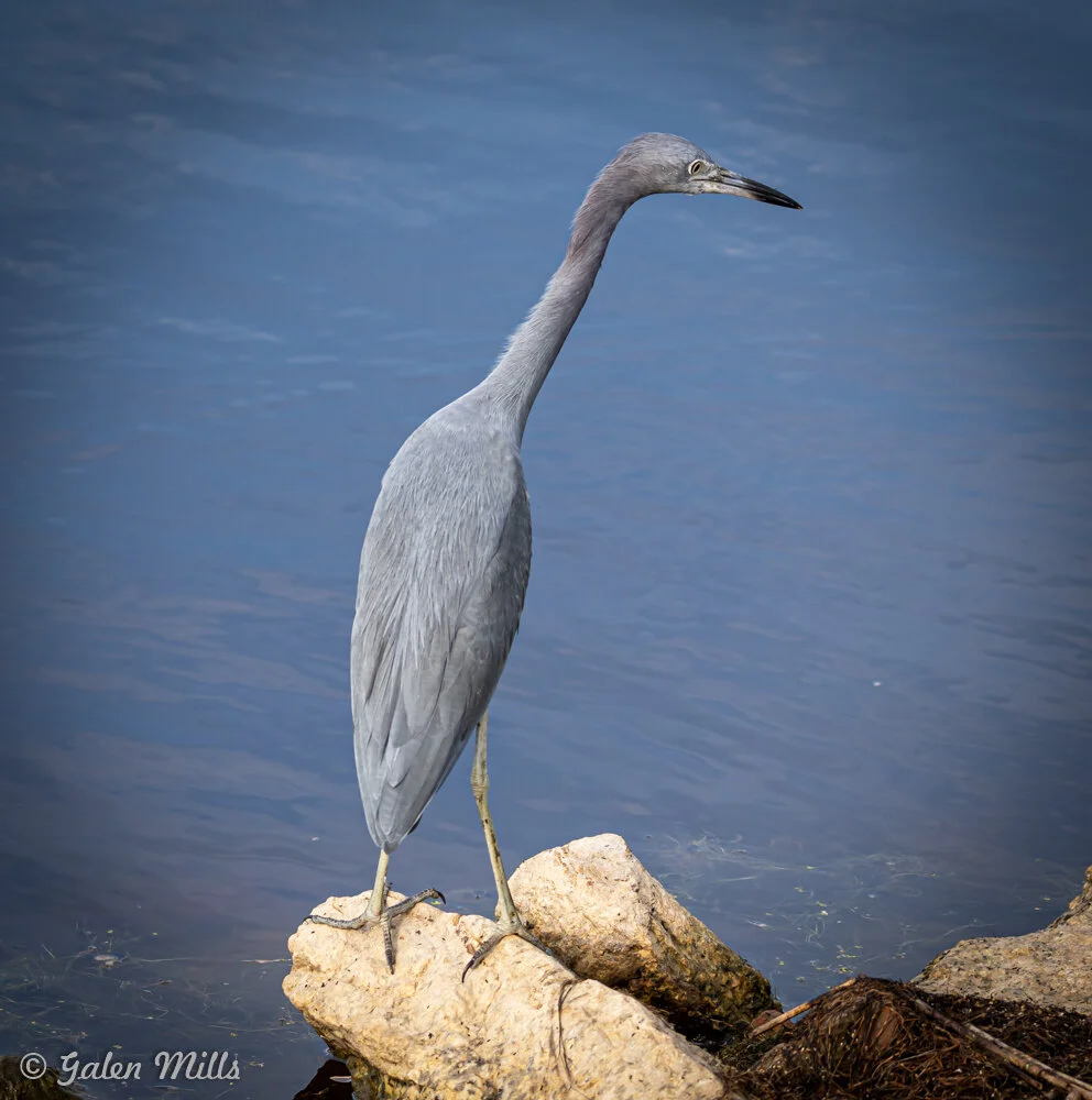 A blue heron stands on rocks by a body of water.