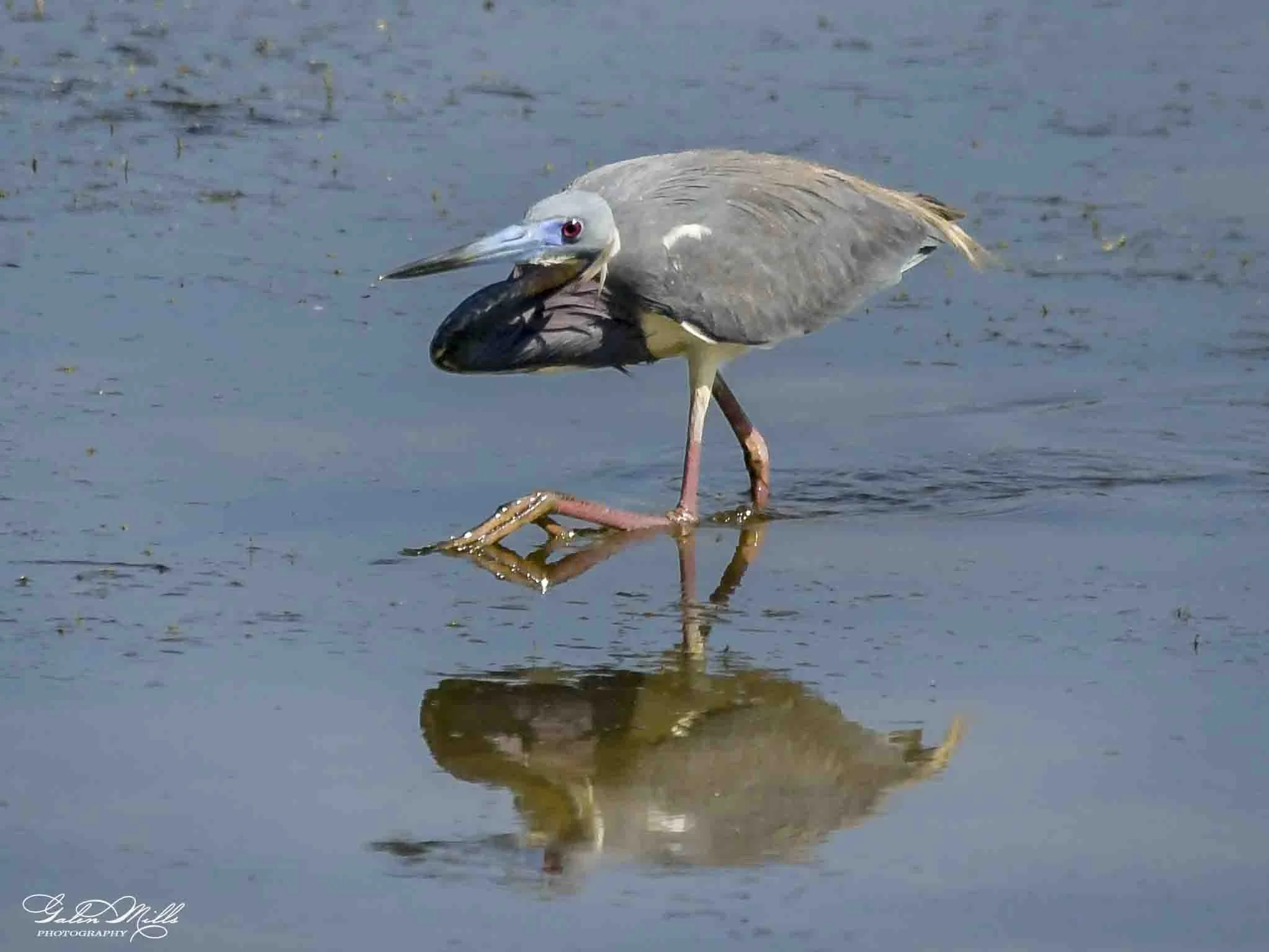 A heron standing in shallow water with its reflection visible on the water surface.