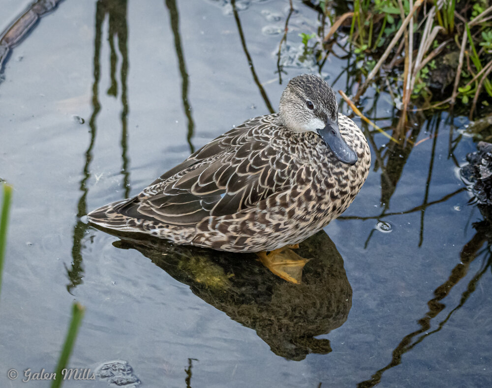 A duck with mottled brown feathers floating on water, surrounded by reeds and greenery.