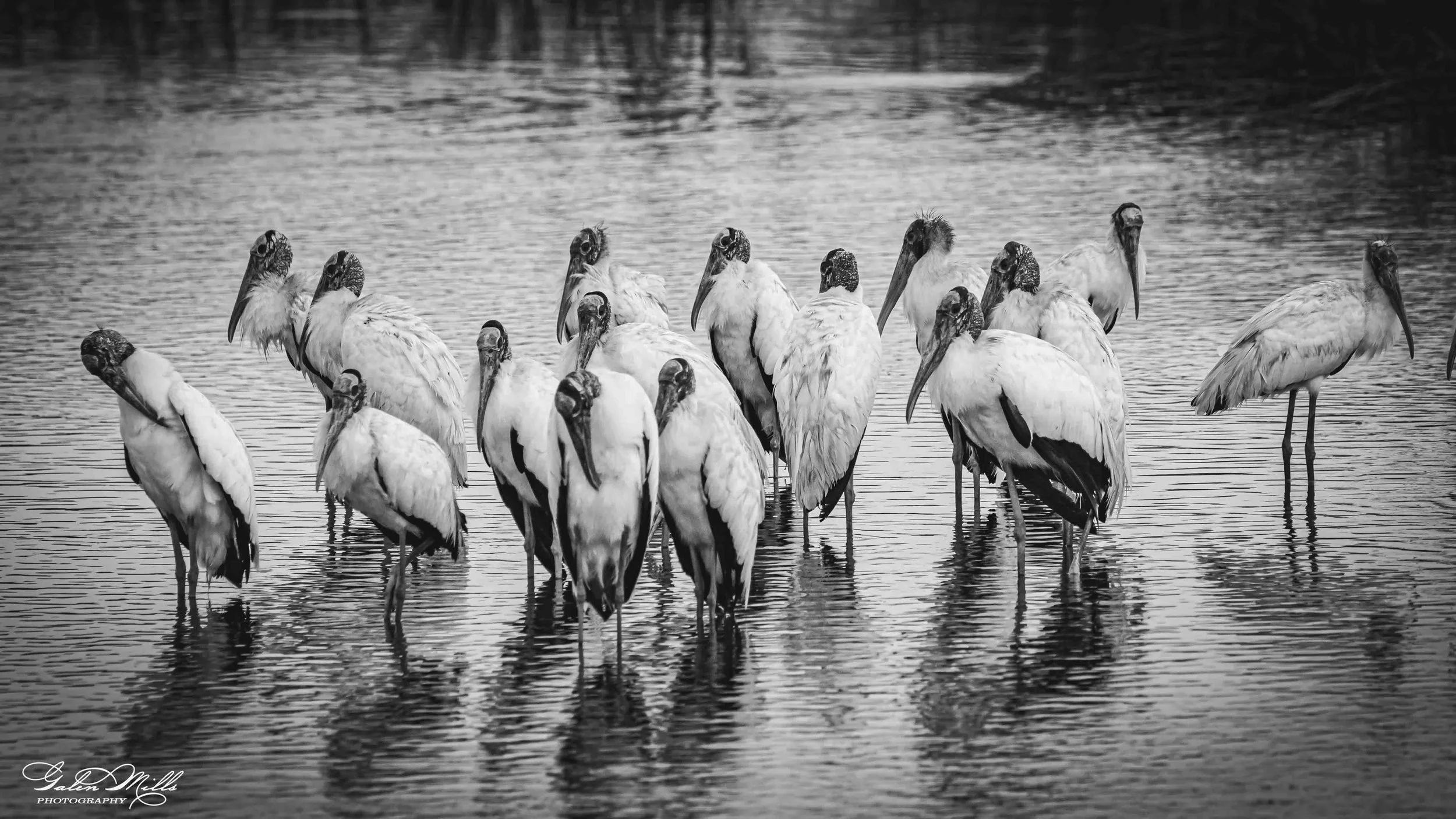 A group of storks standing in shallow water with reflections, in black and white.