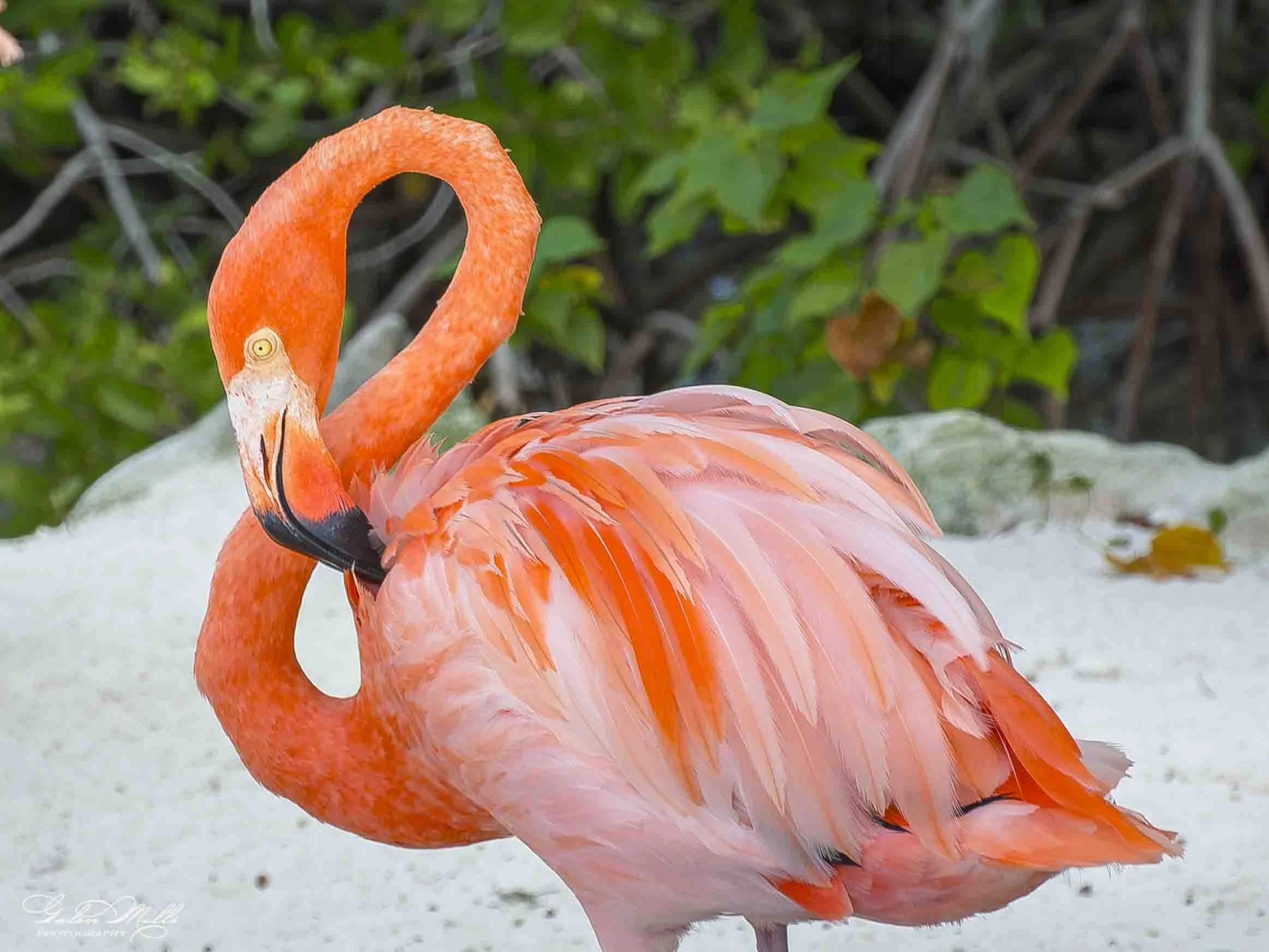 A vibrant pink flamingo with a curved neck, standing on one leg on a sandy surface, with green foliage in the background.