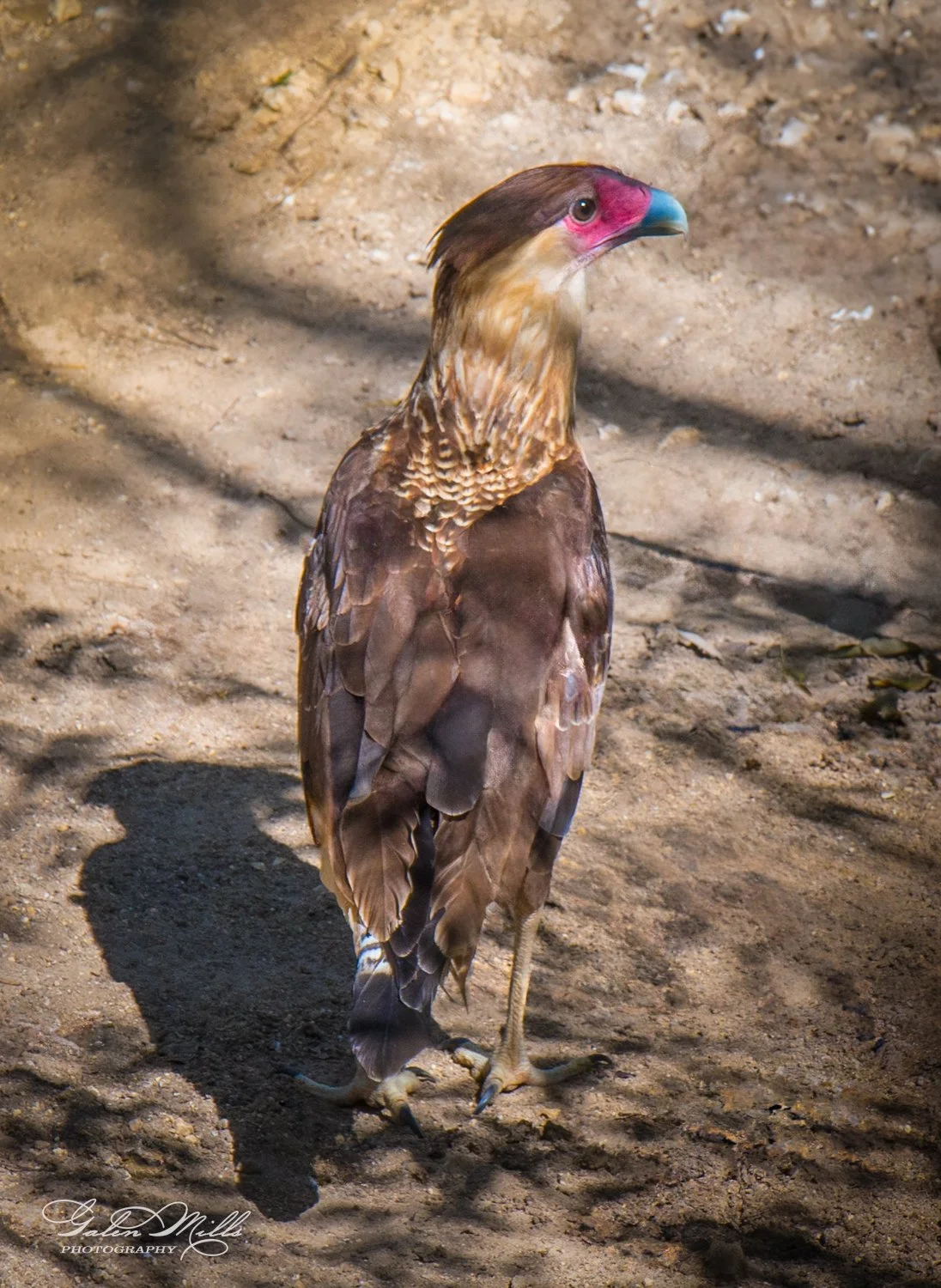 A crested caracara with brown plumage standing on sandy ground.