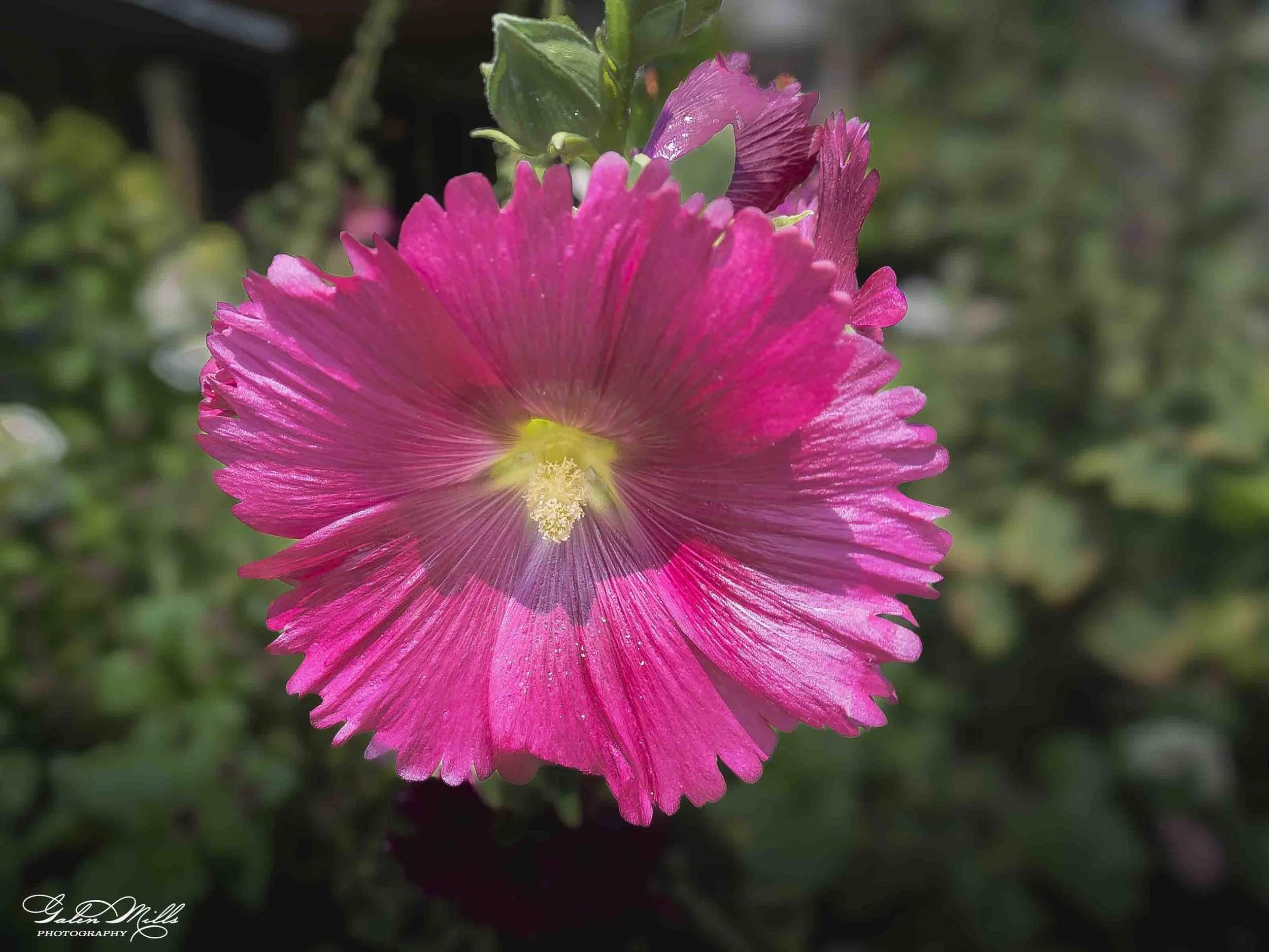 Close-up of a bright pink flower with a yellow center and green leaves in the background.