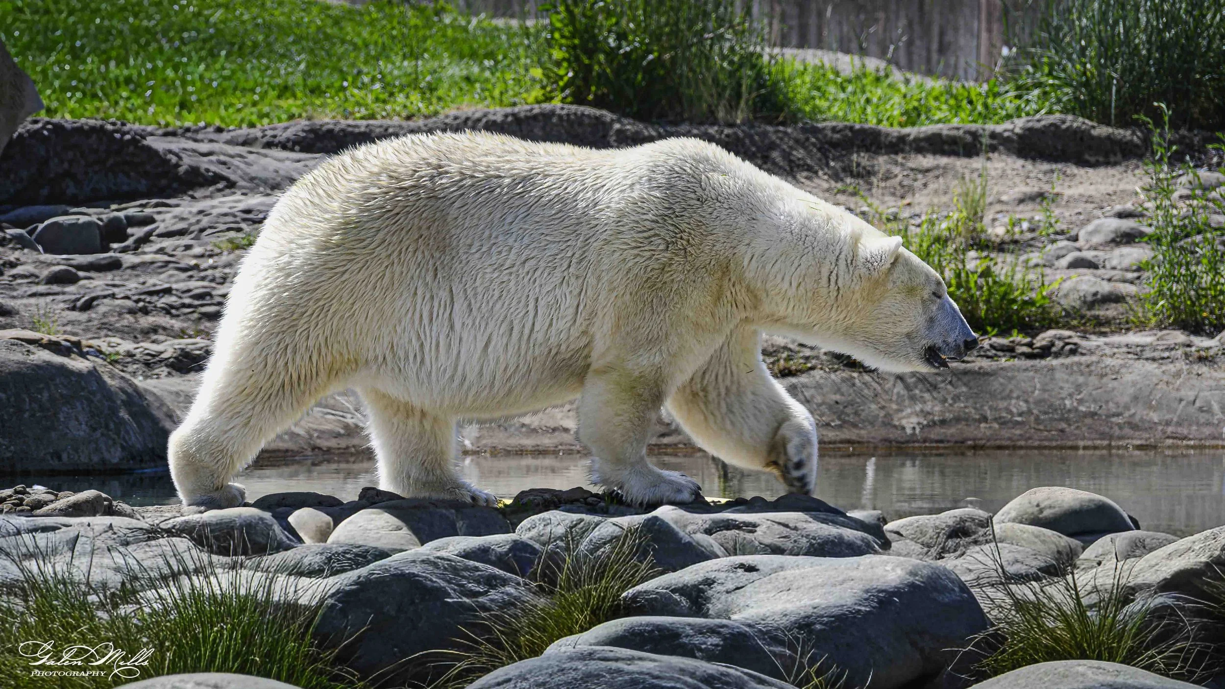 SS Wildlife a-20.jpg