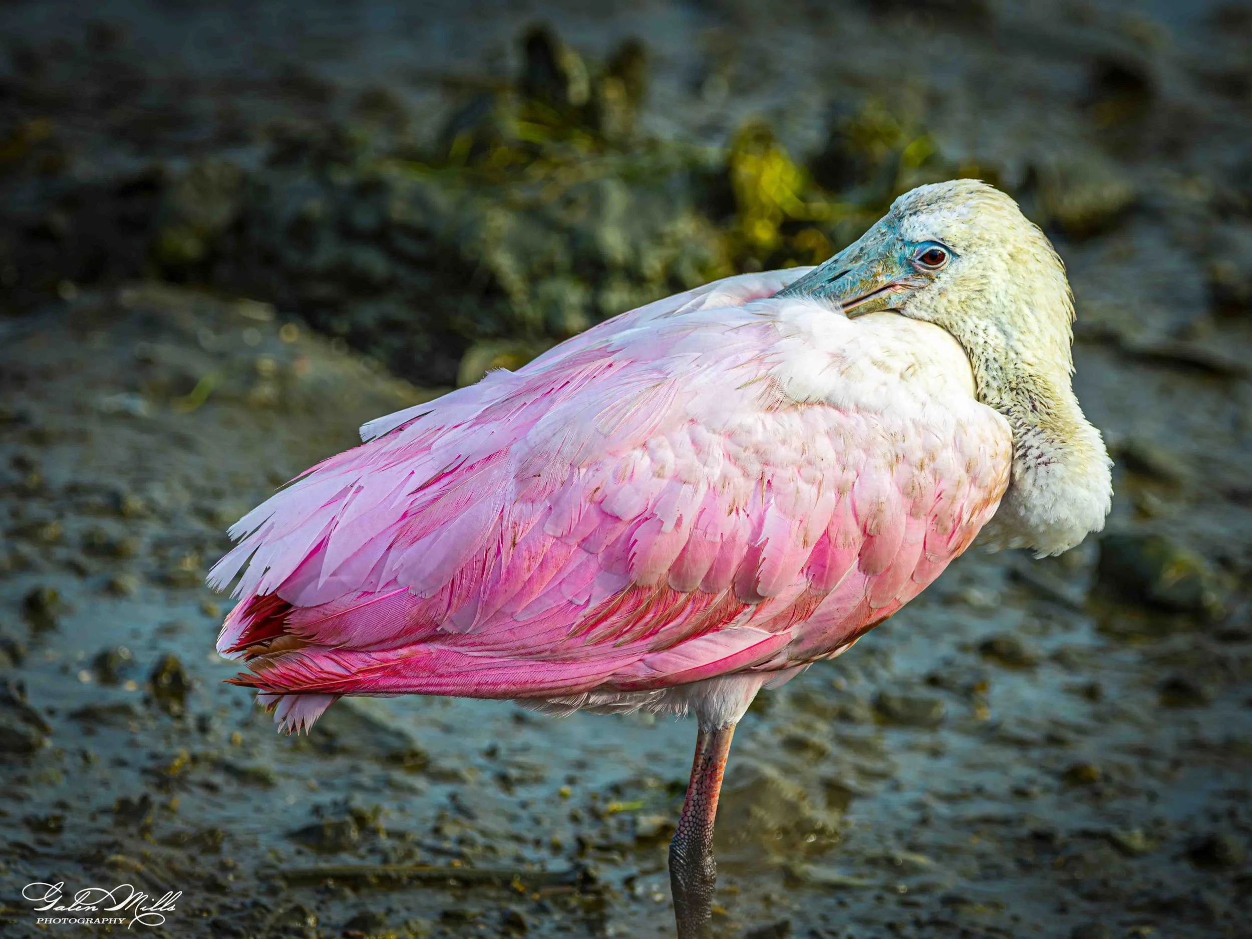 Water birds  Horz-74.jpg