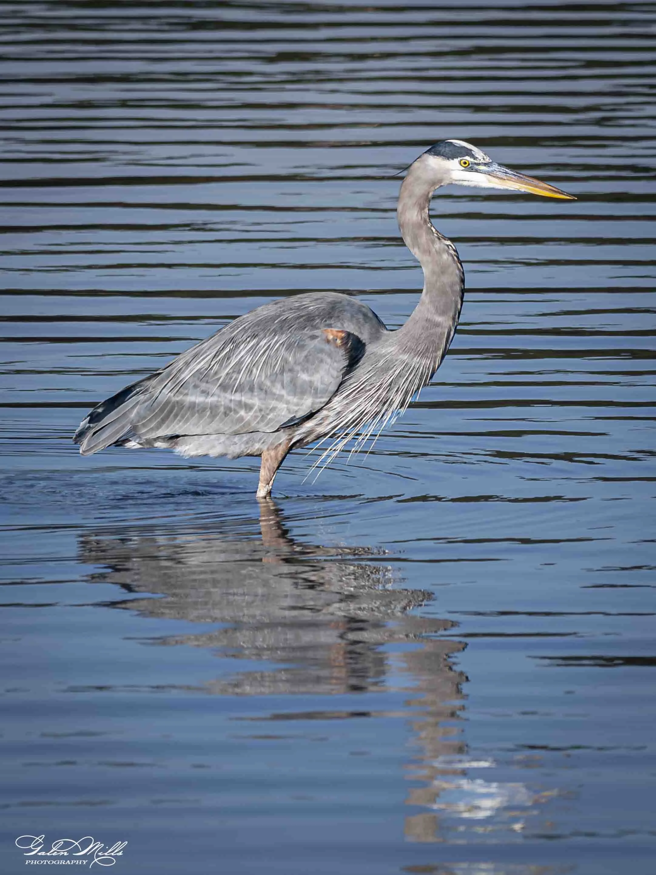 A heron standing in water, with ripples around its legs, and a reflection of the bird visible on the water's surface.
