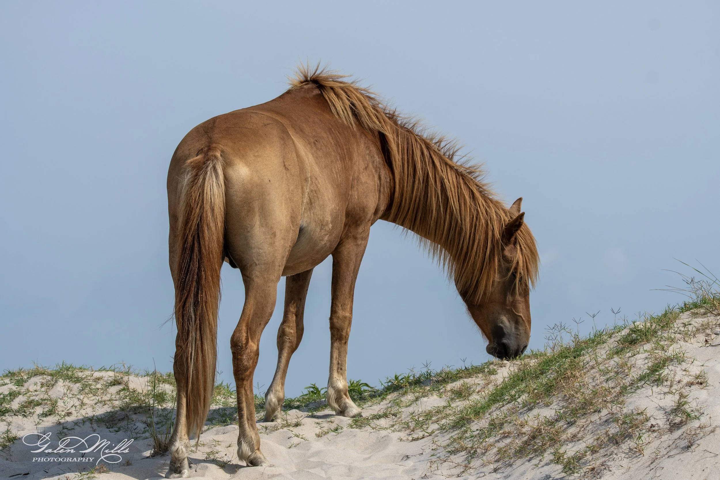 A brown wild horse grazing on a sandy dune with sparse grass.