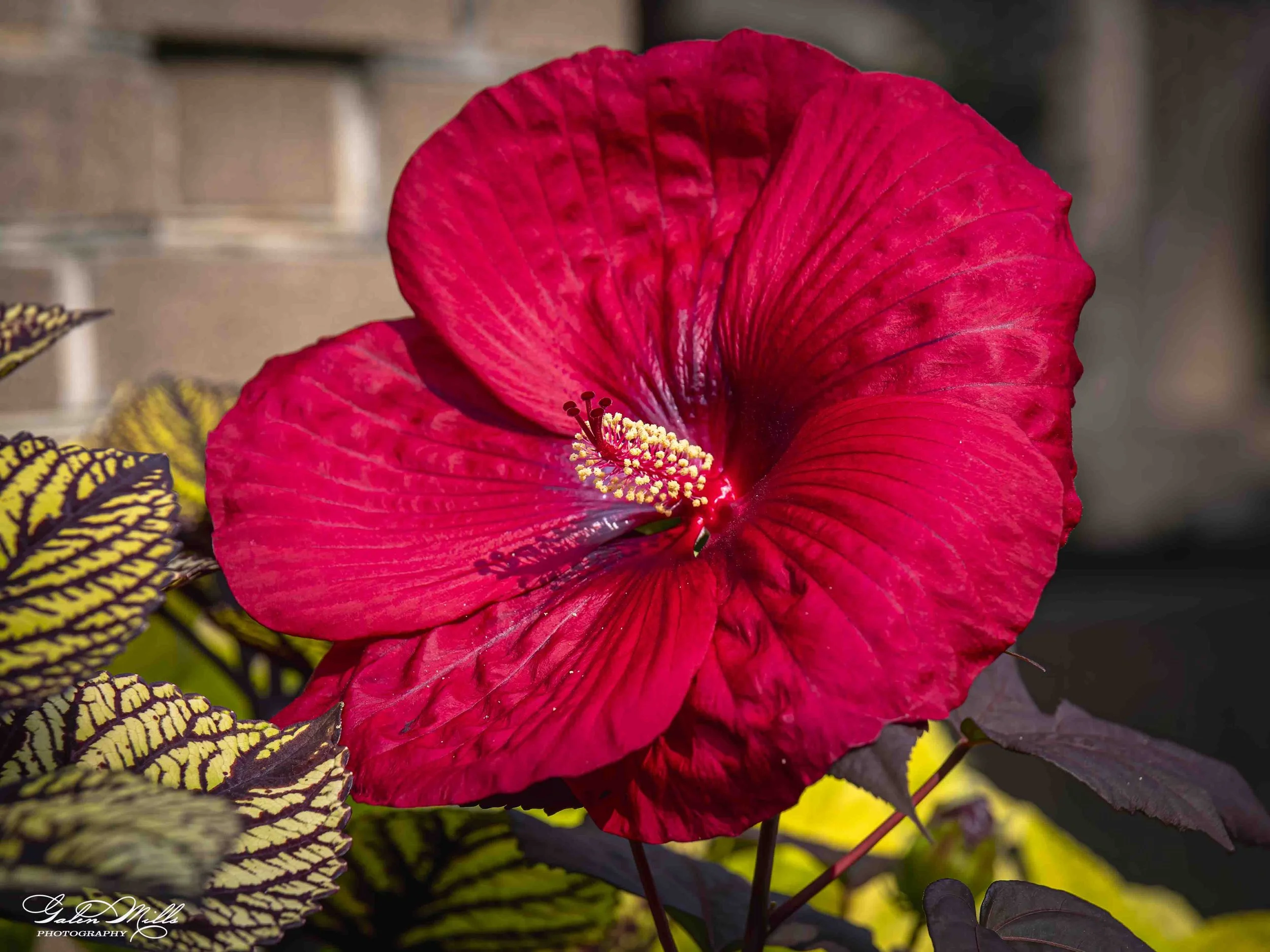 A close-up of a large red flower with prominent pollen-covered stamens surrounded by yellow and purple patterned leaves.