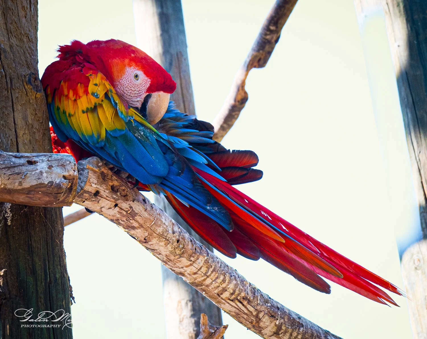 Scarlet macaw perched on a branch preening its feathers.