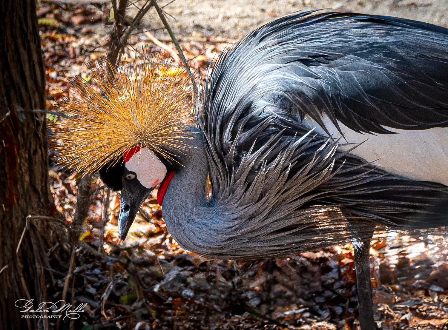 Grey crowned crane with golden plumage and red cheek patch, standing among leaves.
