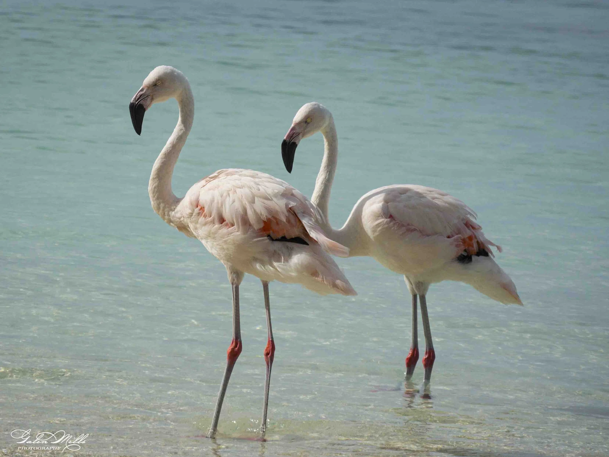 Two pink flamingos standing in shallow turquoise water with one slightly behind the other, both facing to the left.
