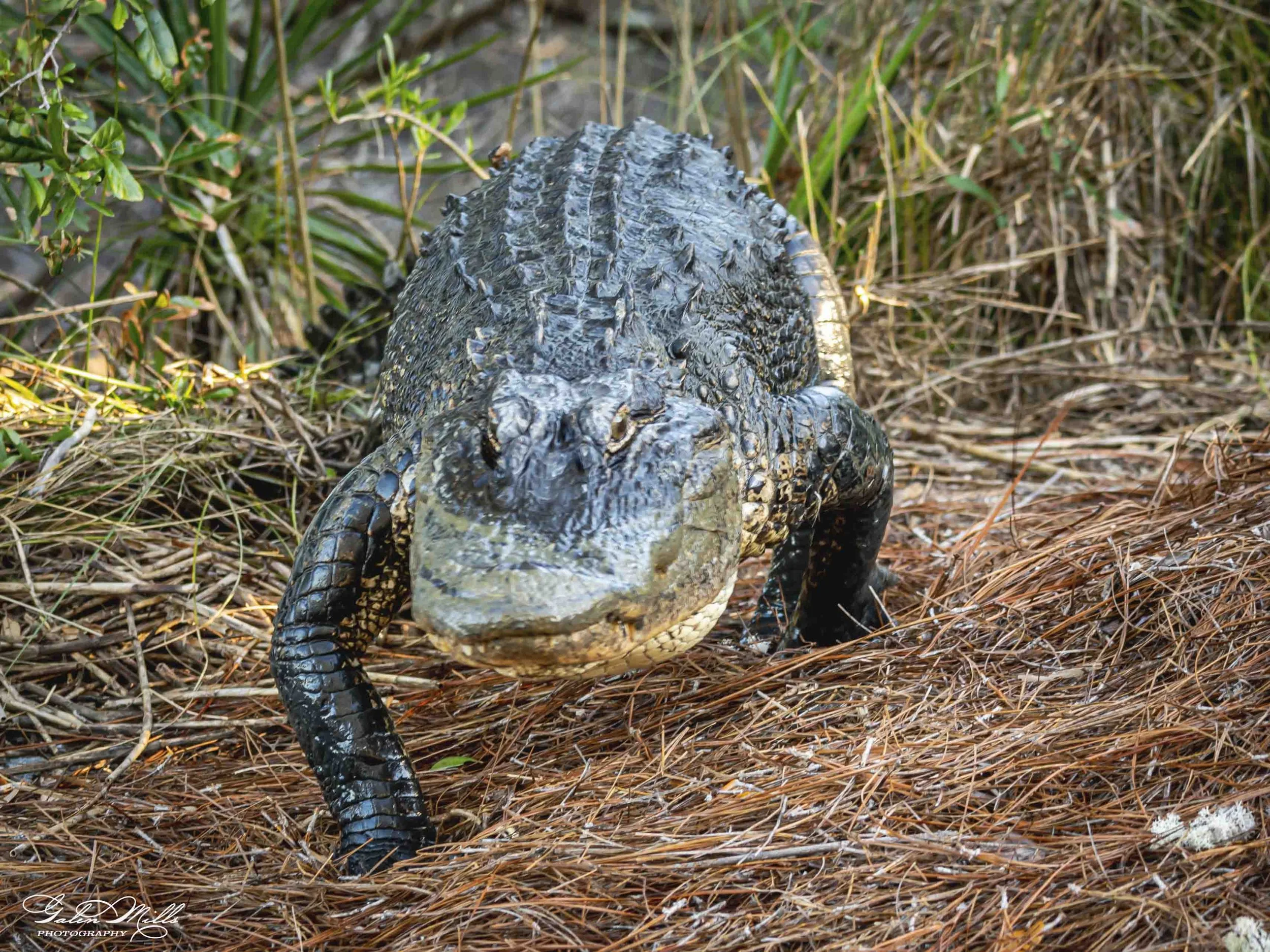 SS Wildlife a-50.jpg