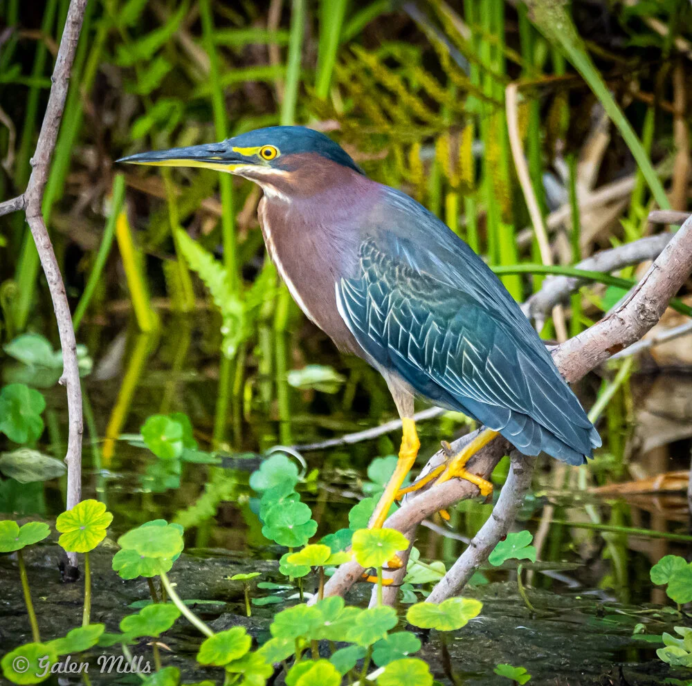 Green heron perched on a branch over a waterway surrounded by green foliage.