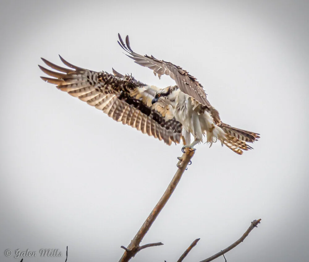 Osprey perched on a branch with wings spread wide.