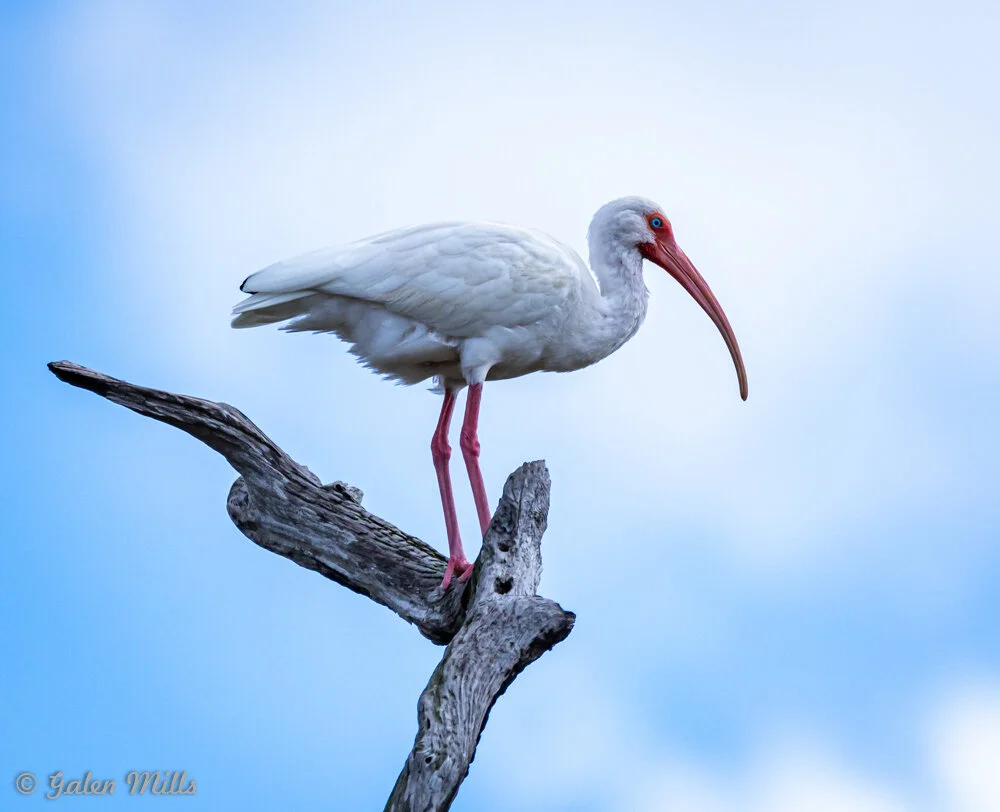 A white ibis standing on a dead tree branch against a blue sky.