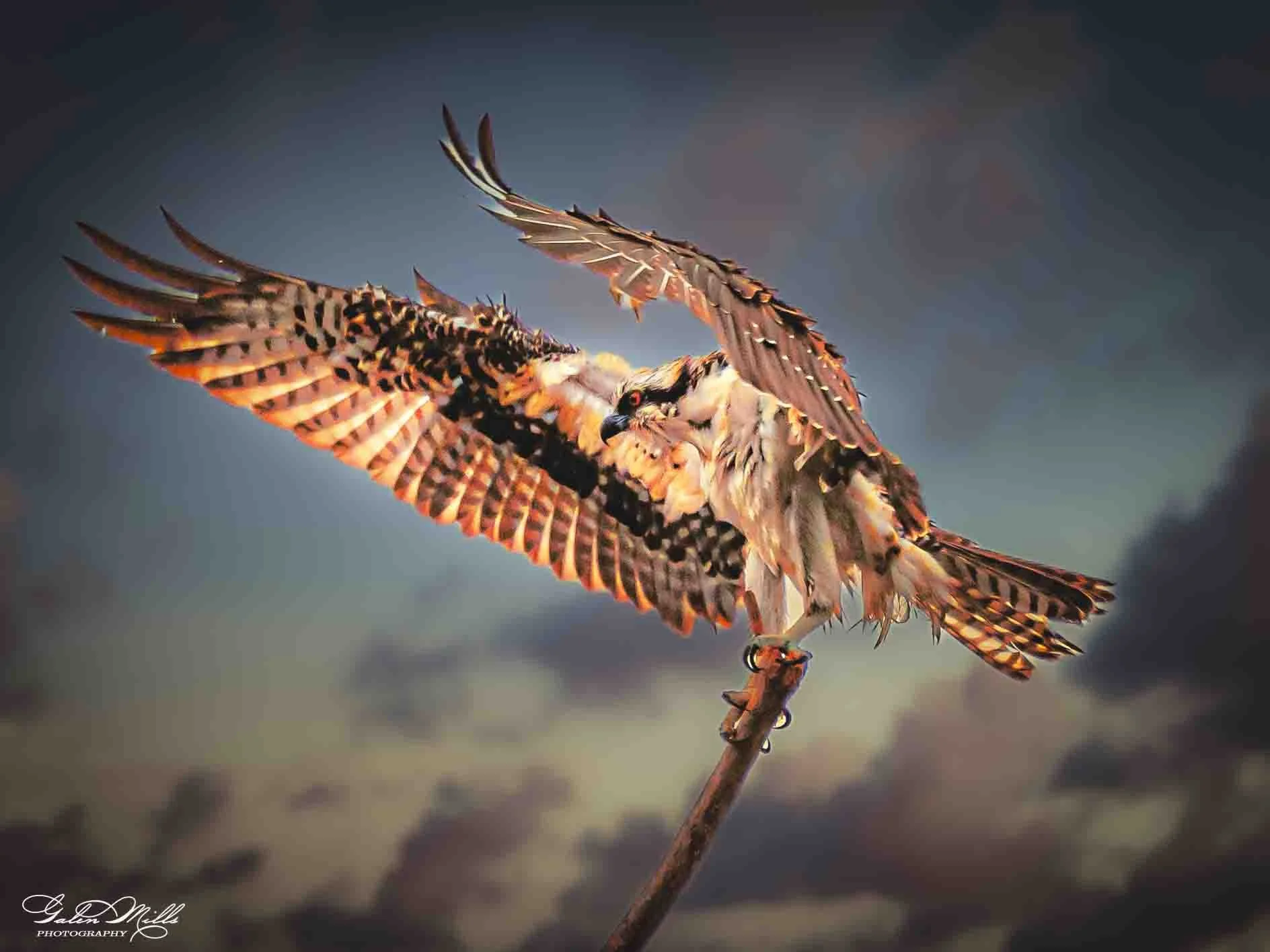 An osprey perched on a branch with its wings spread wide. The bird has detailed and colorful plumage with orange, black, and white markings, against a blurred background.