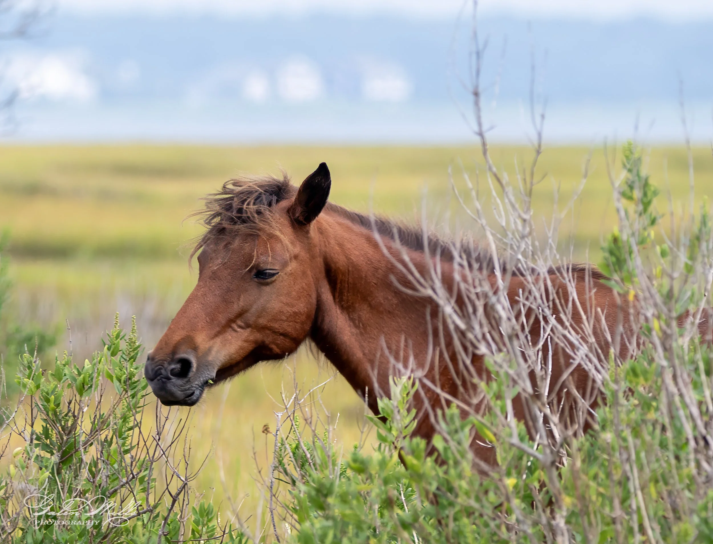 Wild brown horse grazing in a field surrounded by green vegetation, with a blurred background of grassland and distant buildings.