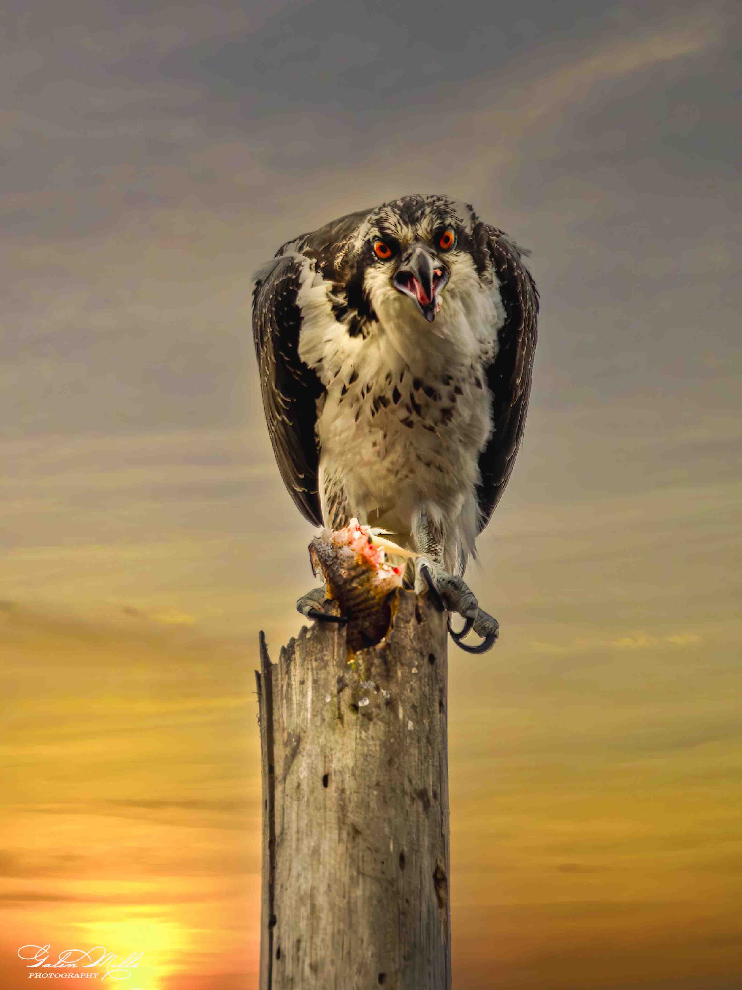 An osprey perched on a weathered wooden post at sunset, holding a fish in its talons, with a cloudy sky and warm sunset hues in the background.
