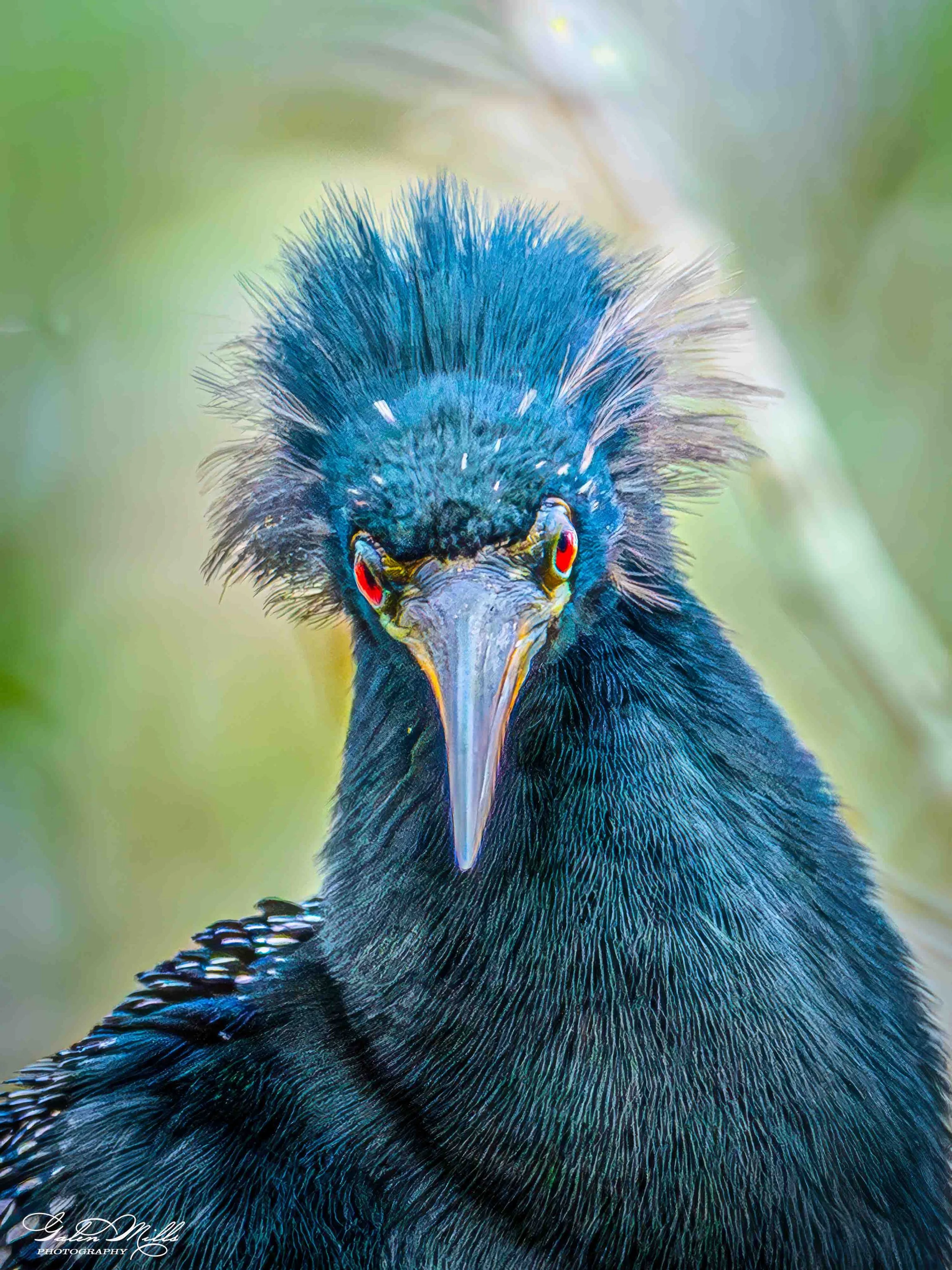 Avian Gallery-59.jpg