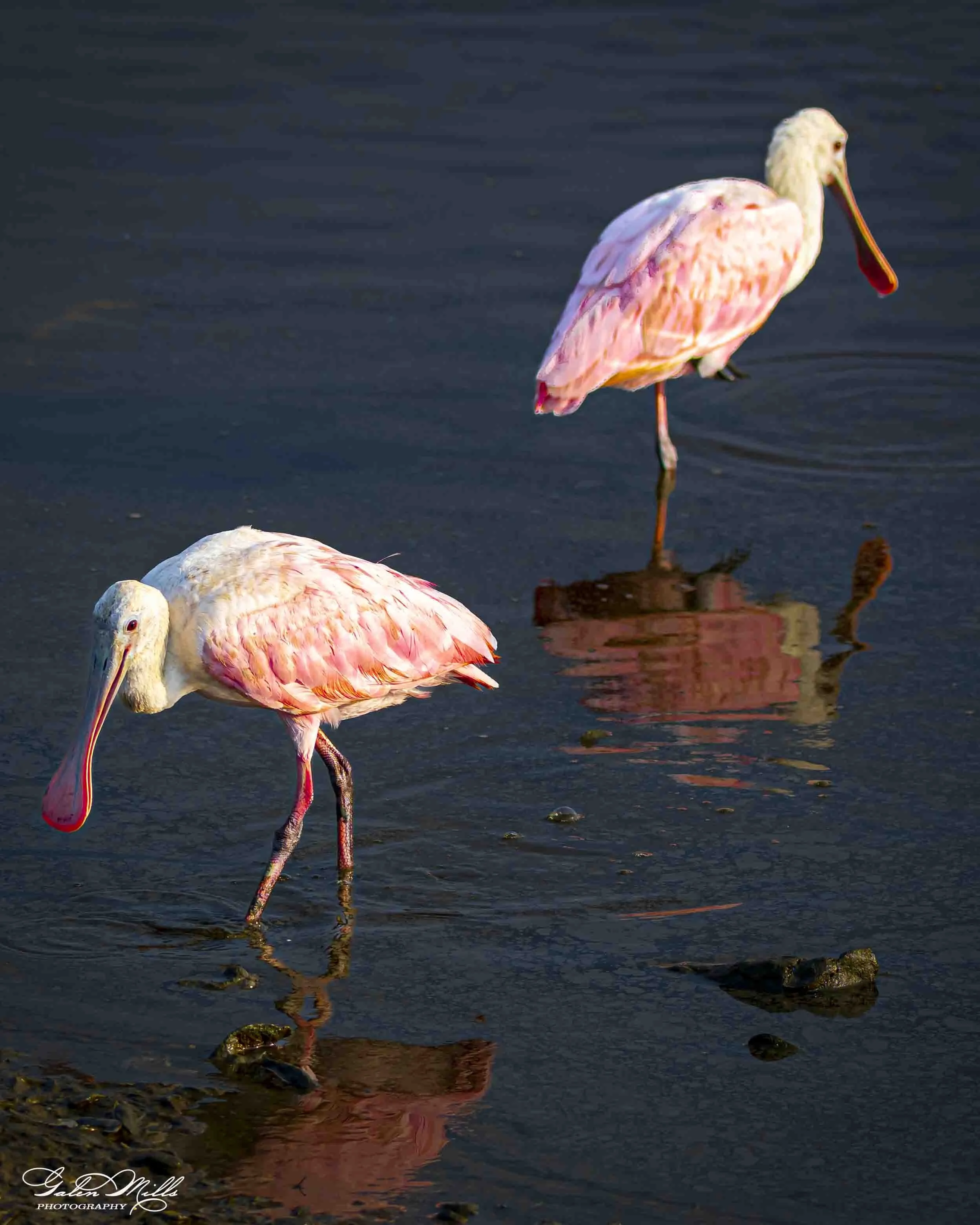 Water birds  Vert-12.jpg