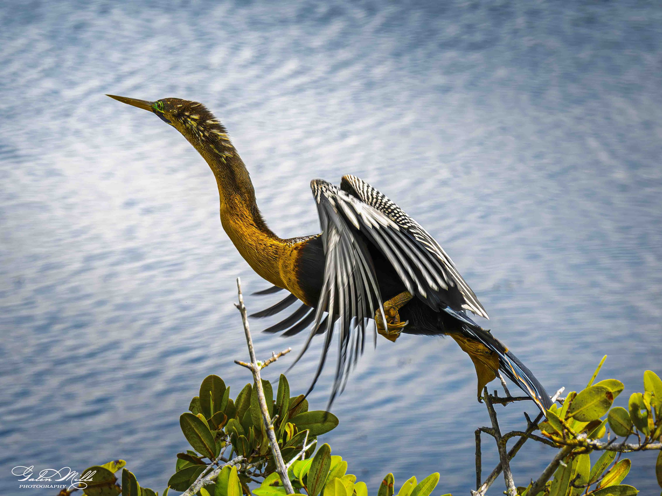Water birds  Horz-63.jpg
